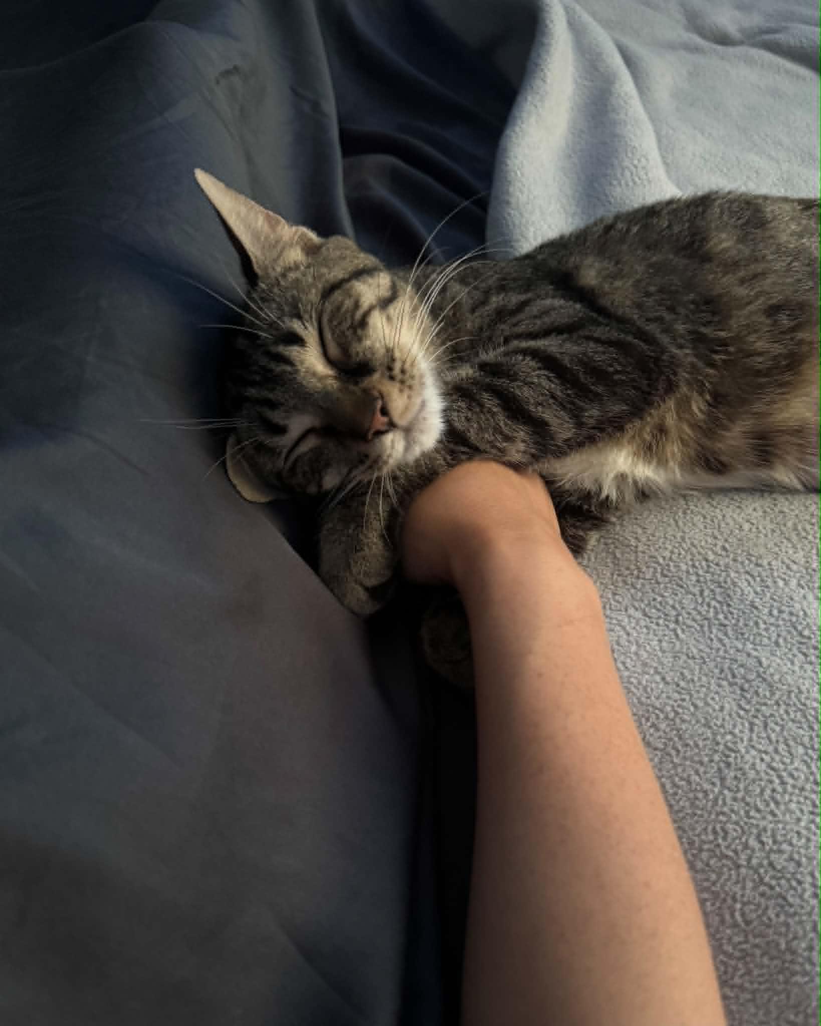 Honey, a ADOPTABLE Tabby in Orleans, ON image 4/6