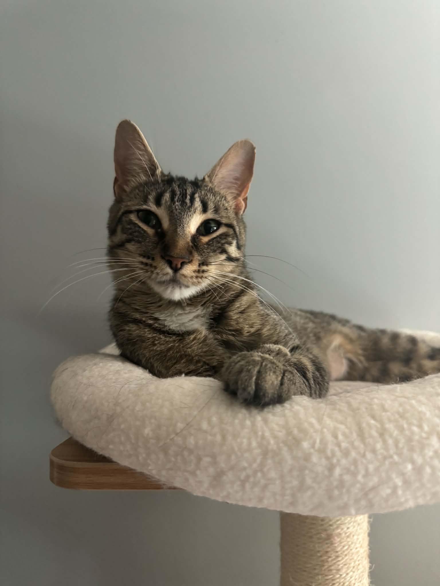 Honey, a ADOPTABLE Tabby in Orleans, ON image 2/6