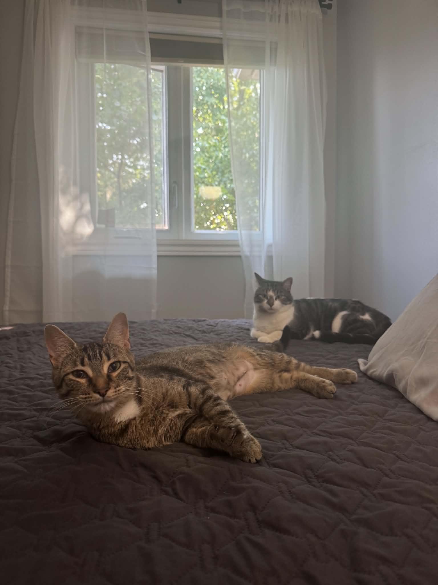 Honey, a ADOPTABLE Tabby in Orleans, ON image 6/6