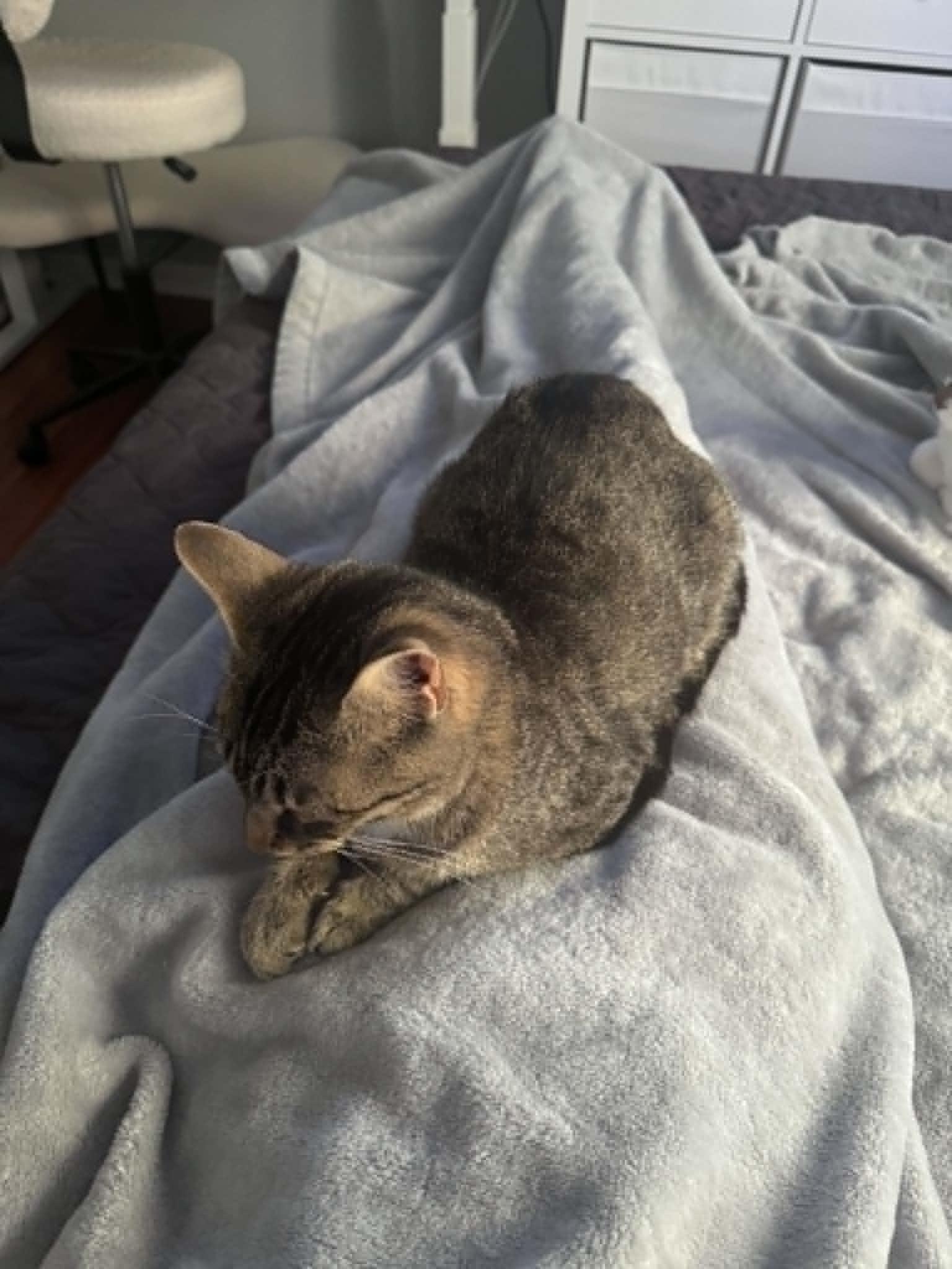 Honey, a ADOPTABLE Tabby in Orleans, ON image 3/6