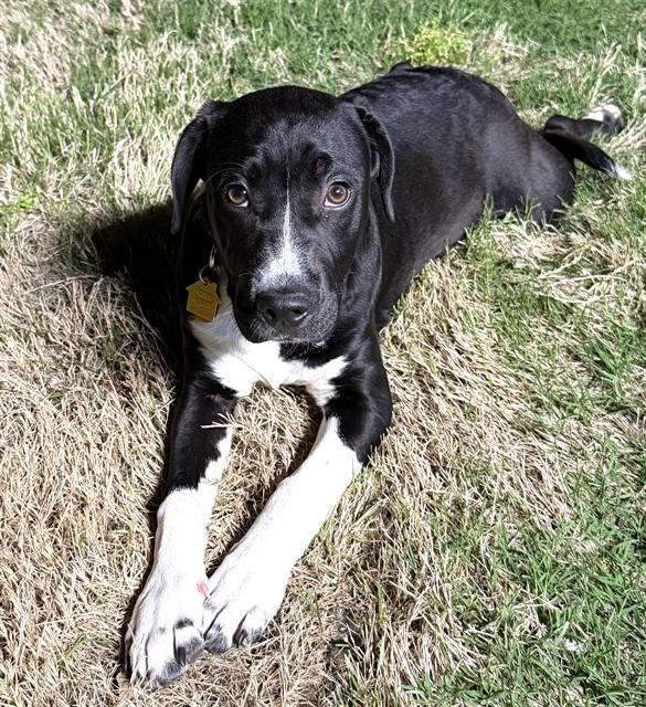LEO, Adoptable, Young Female Mastiff & Mixed Breed.