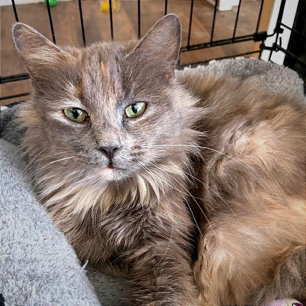 Shadow, Adoptable, Young Female Domestic Long Hair.