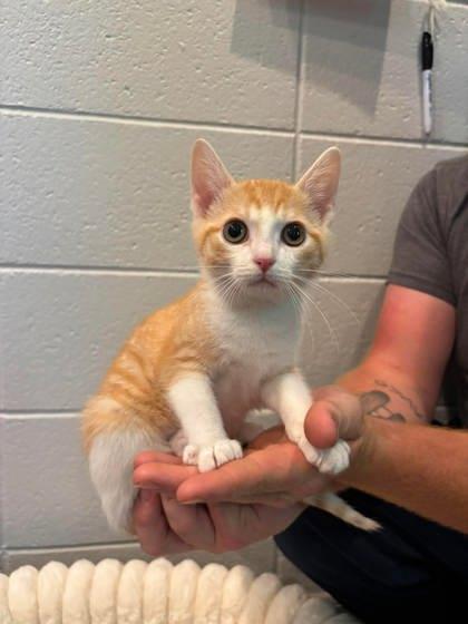 Honey Mustard, a Adoptable mixed breed in Paducah, KY image 1/3