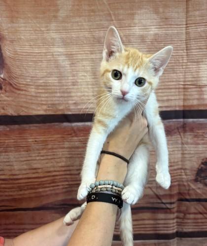 Honey Mustard, Adoptable, Kitten Female Domestic Short Hair & Domestic Short Hair.