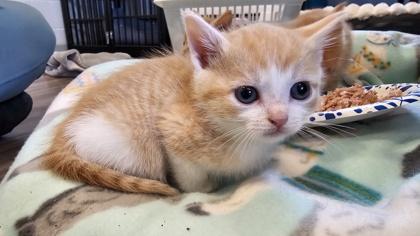 Honey Mustard, a Adoptable mixed breed in Paducah, KY image 3/3