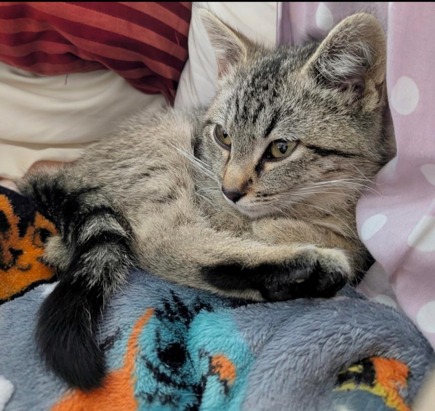 Mikey, a Adopted mixed breed in Olathe, KS image 6/6