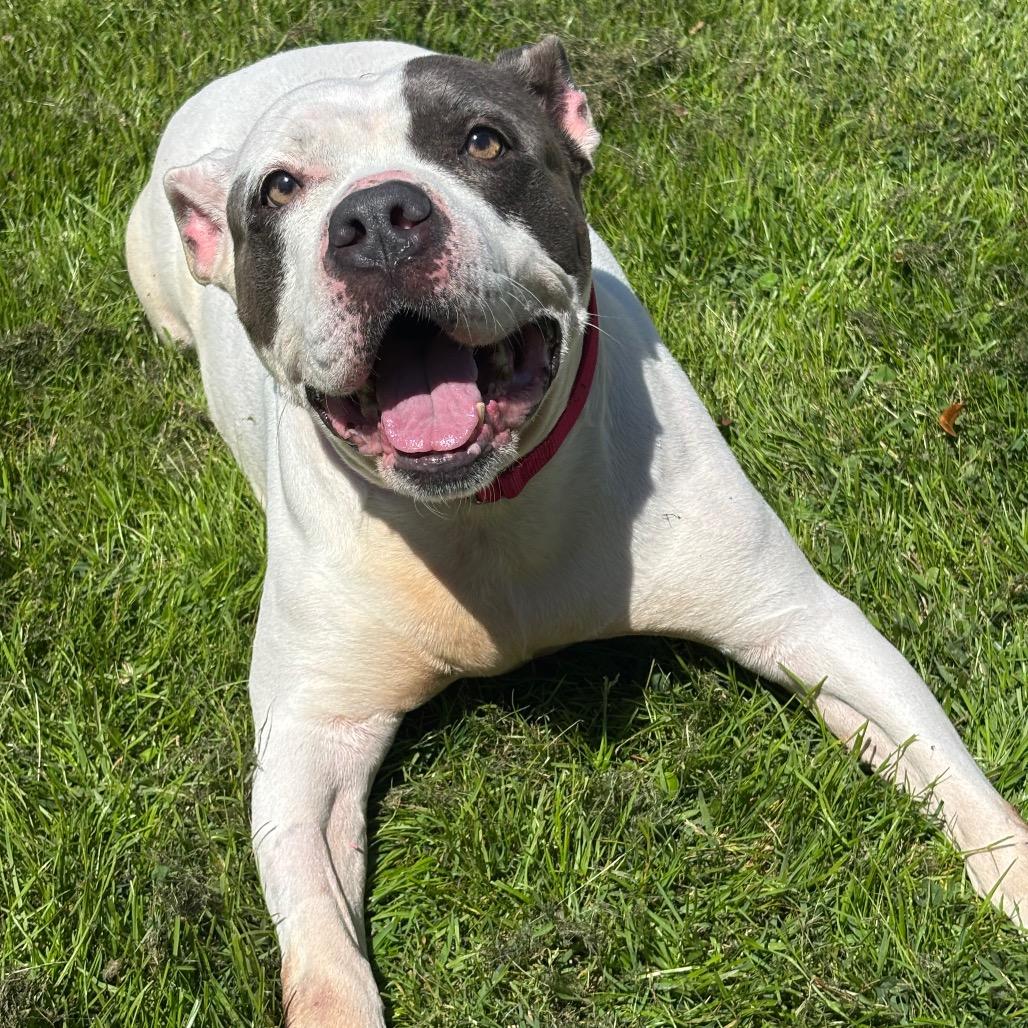 Enlarge Rutabaga **Courtesy Post. Out of town pet. See below for details**, an adopted Pit Bull Terrier in Eagle, ID image 2/4