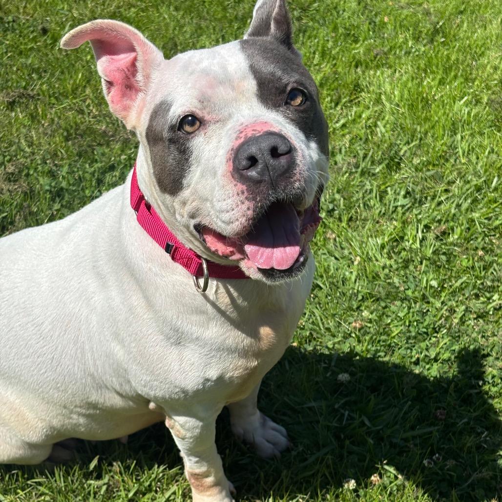 Enlarge Rutabaga **Courtesy Post. Out of town pet. See below for details**, an adopted Pit Bull Terrier in Eagle, ID image 4/4