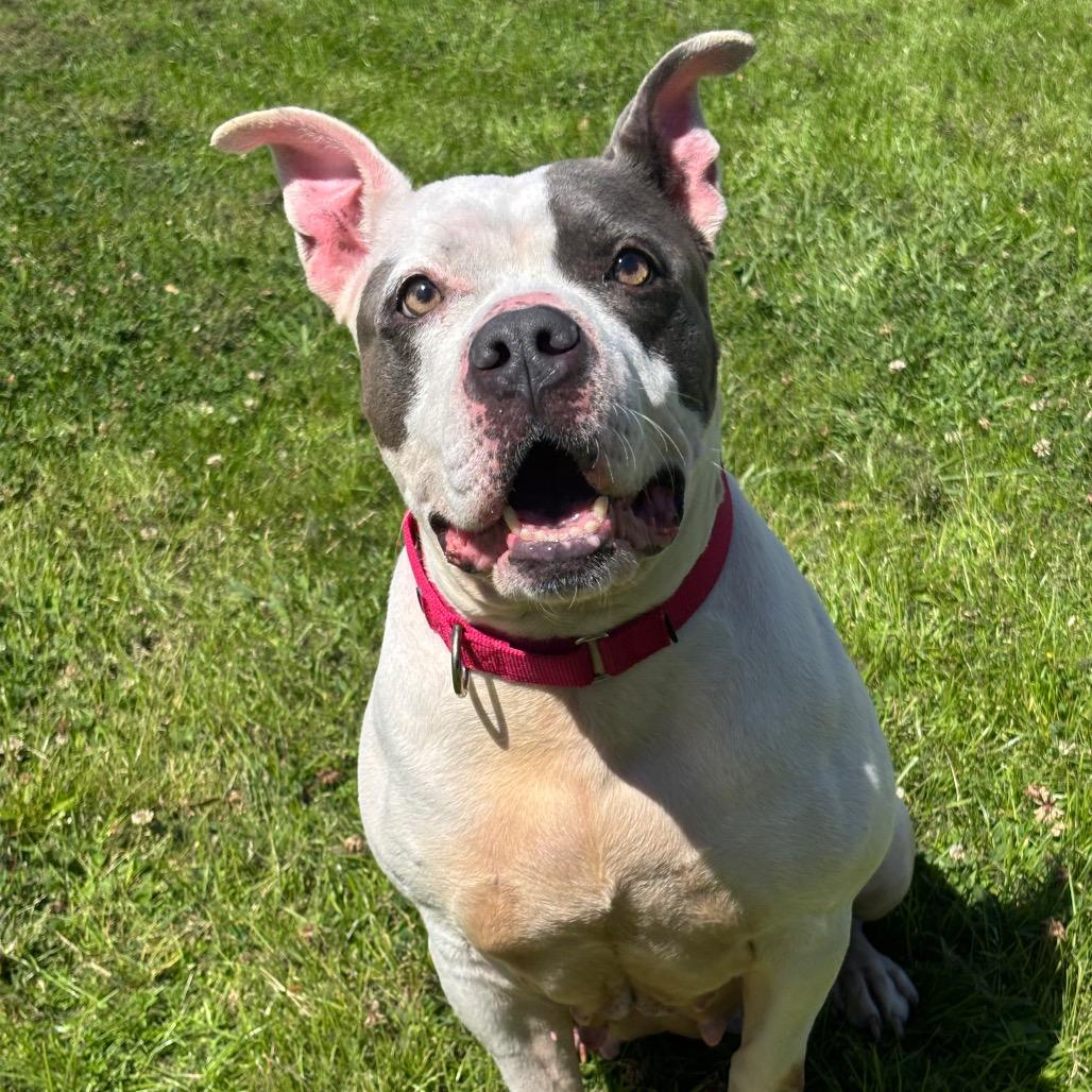 Rutabaga **Courtesy Post. Out of town pet. See below for details**, adopted, Adult Male Pit Bull Terrier.
