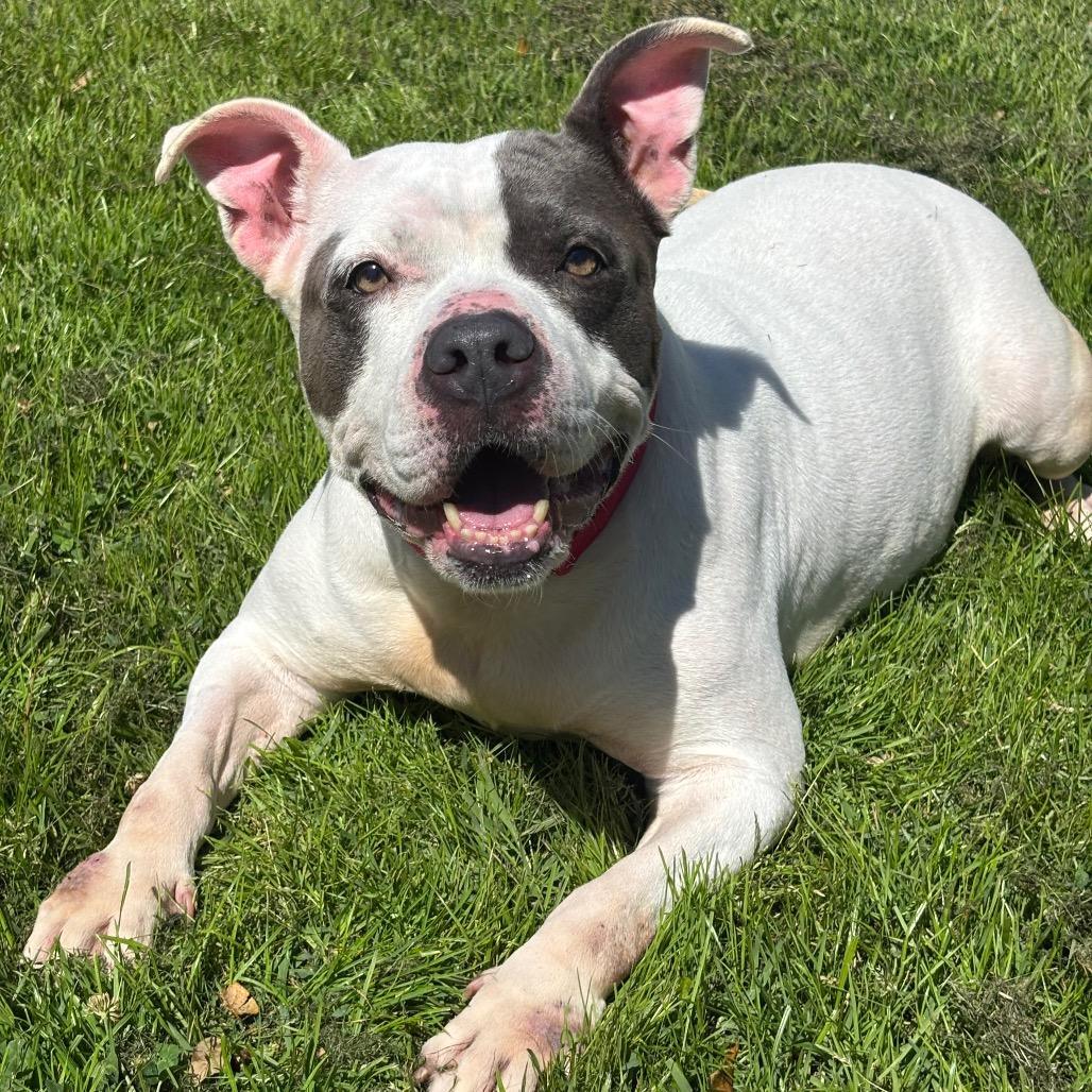 Enlarge Rutabaga **Courtesy Post. Out of town pet. See below for details**, an adopted Pit Bull Terrier in Eagle, ID image 3/4