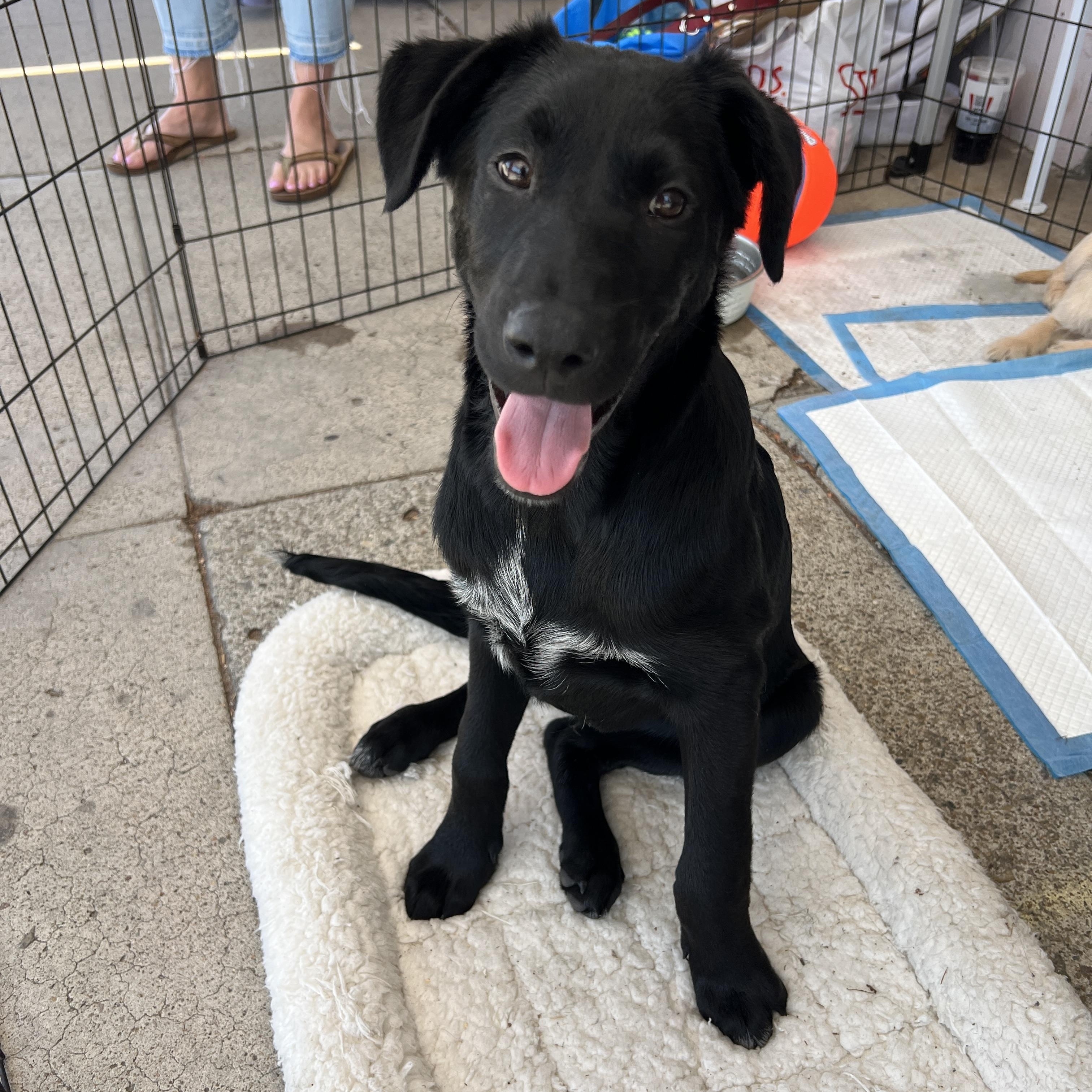 Enlarge Gus “Boomer”, a Adoptable mixed breed in Carlsbad, CA image 1/3