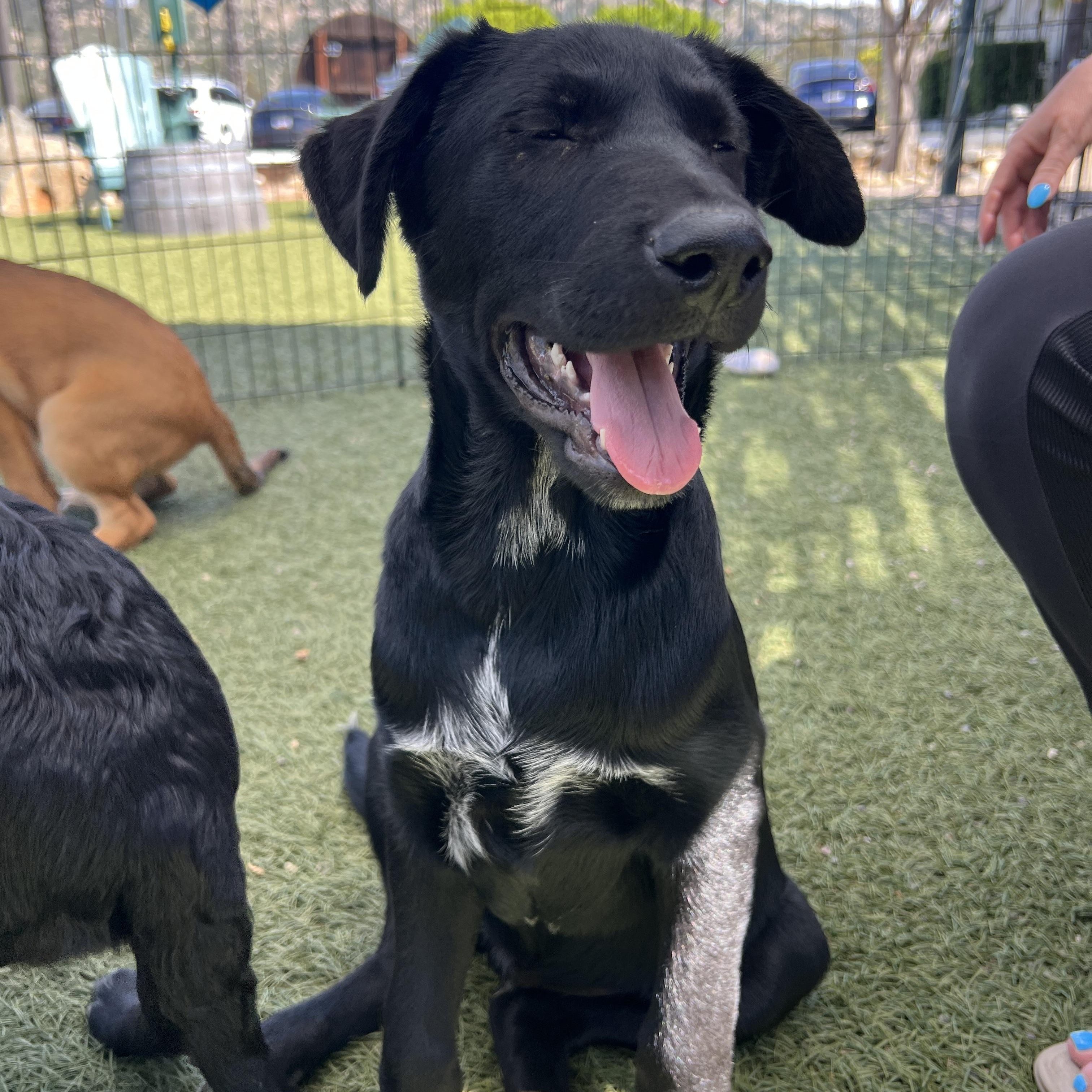Enlarge Gus “Boomer”, a Adoptable mixed breed in Carlsbad, CA image 3/3
