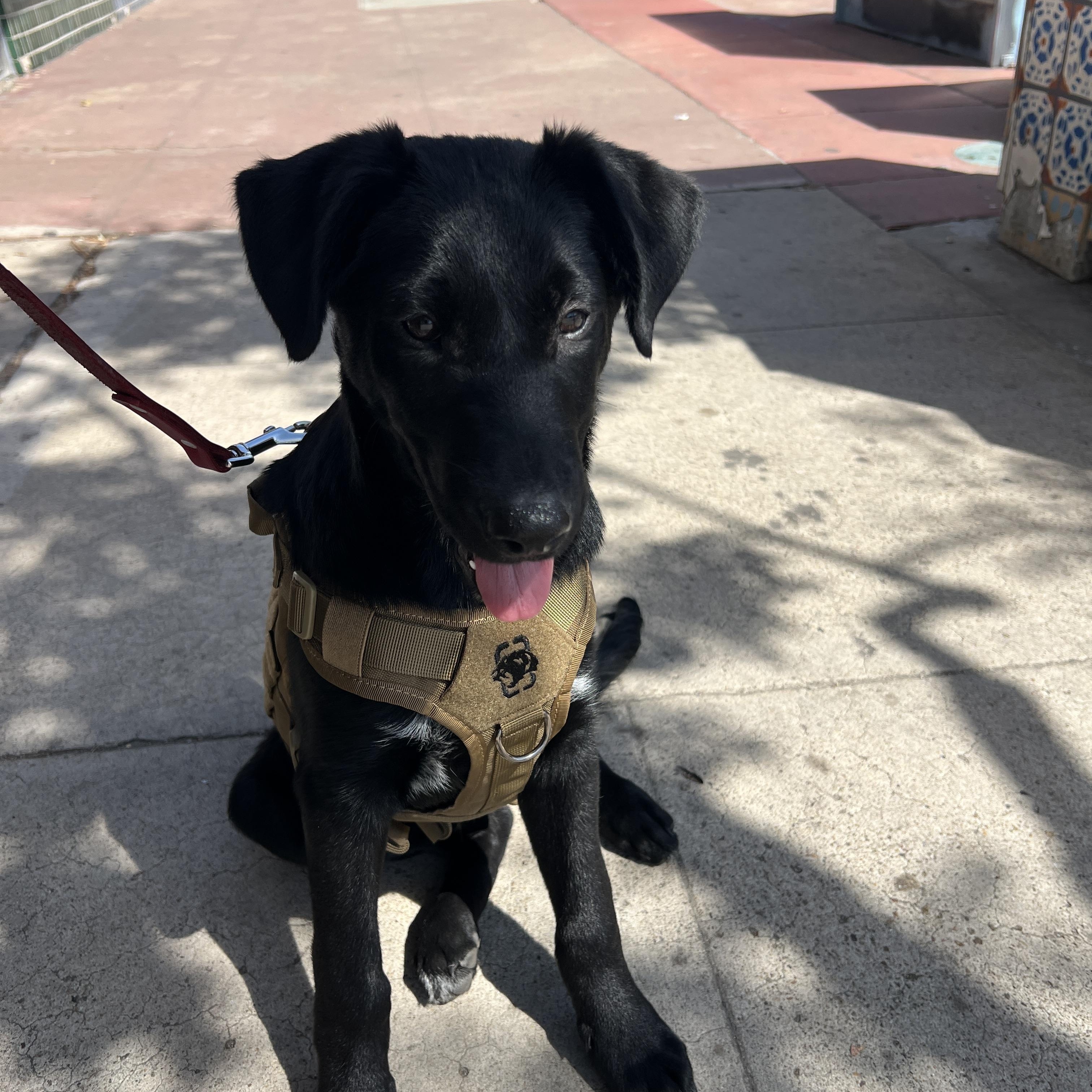 Enlarge Gus “Boomer”, a Adoptable mixed breed in Carlsbad, CA image 2/3