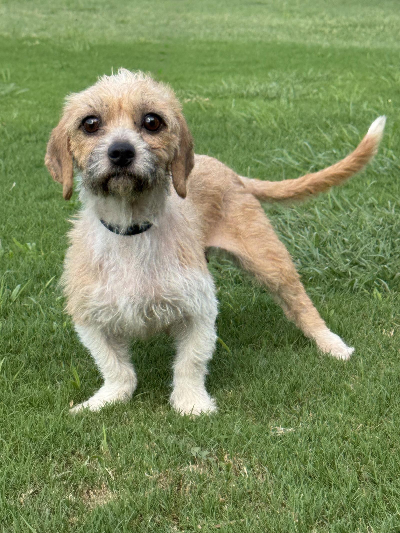 Kelsey, Adopted, Adult Female Terrier.