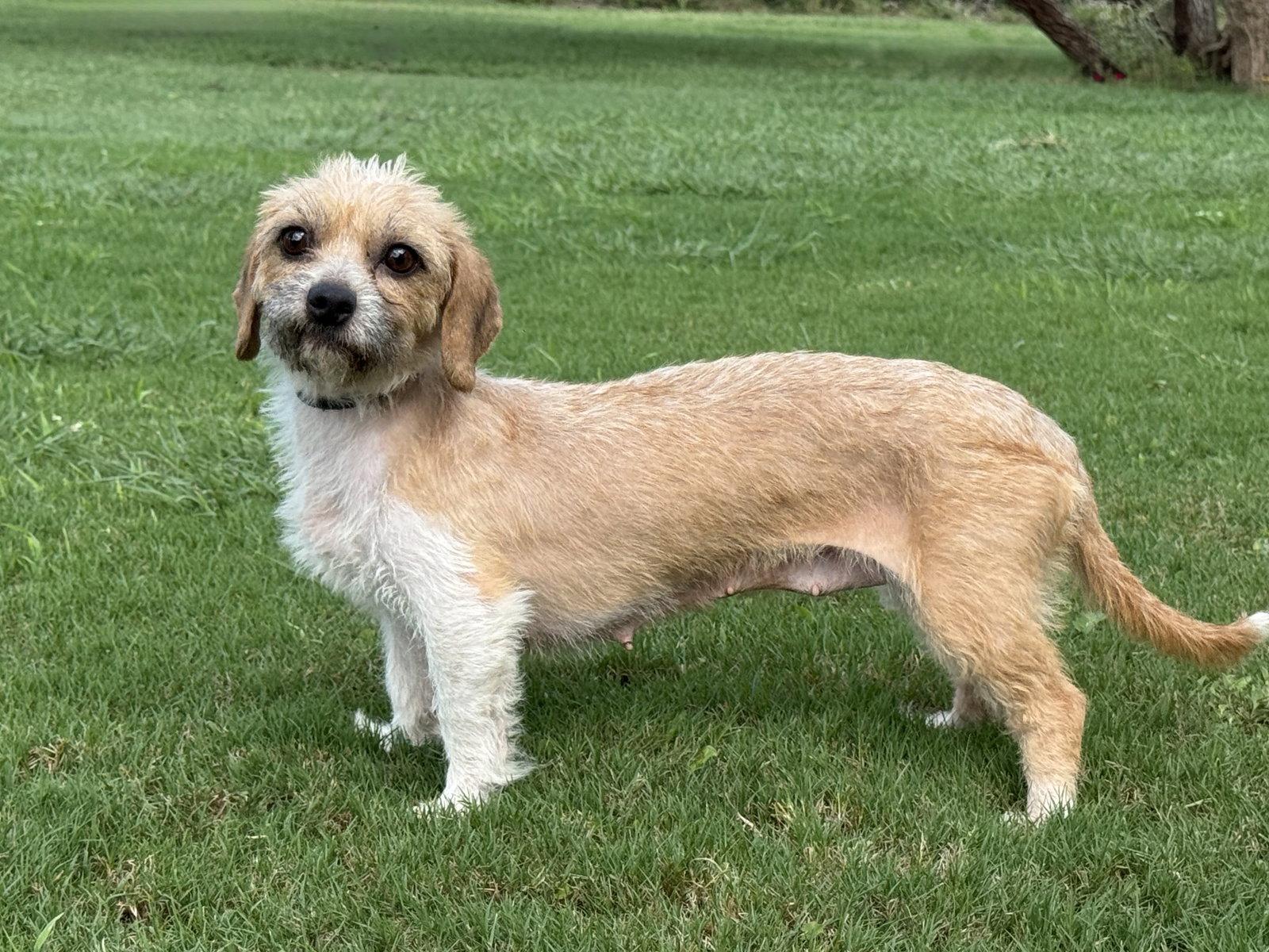 Kelsey, a Adopted Terrier in Helotes, TX image 2/3