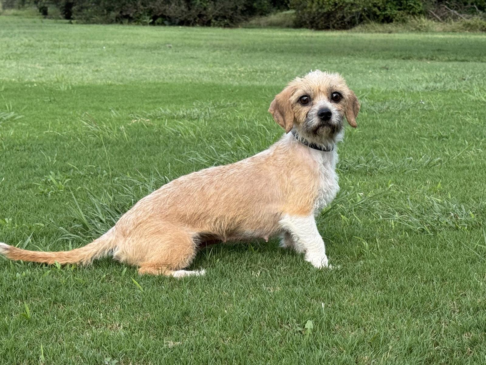 Kelsey, a Adopted Terrier in Helotes, TX image 3/3