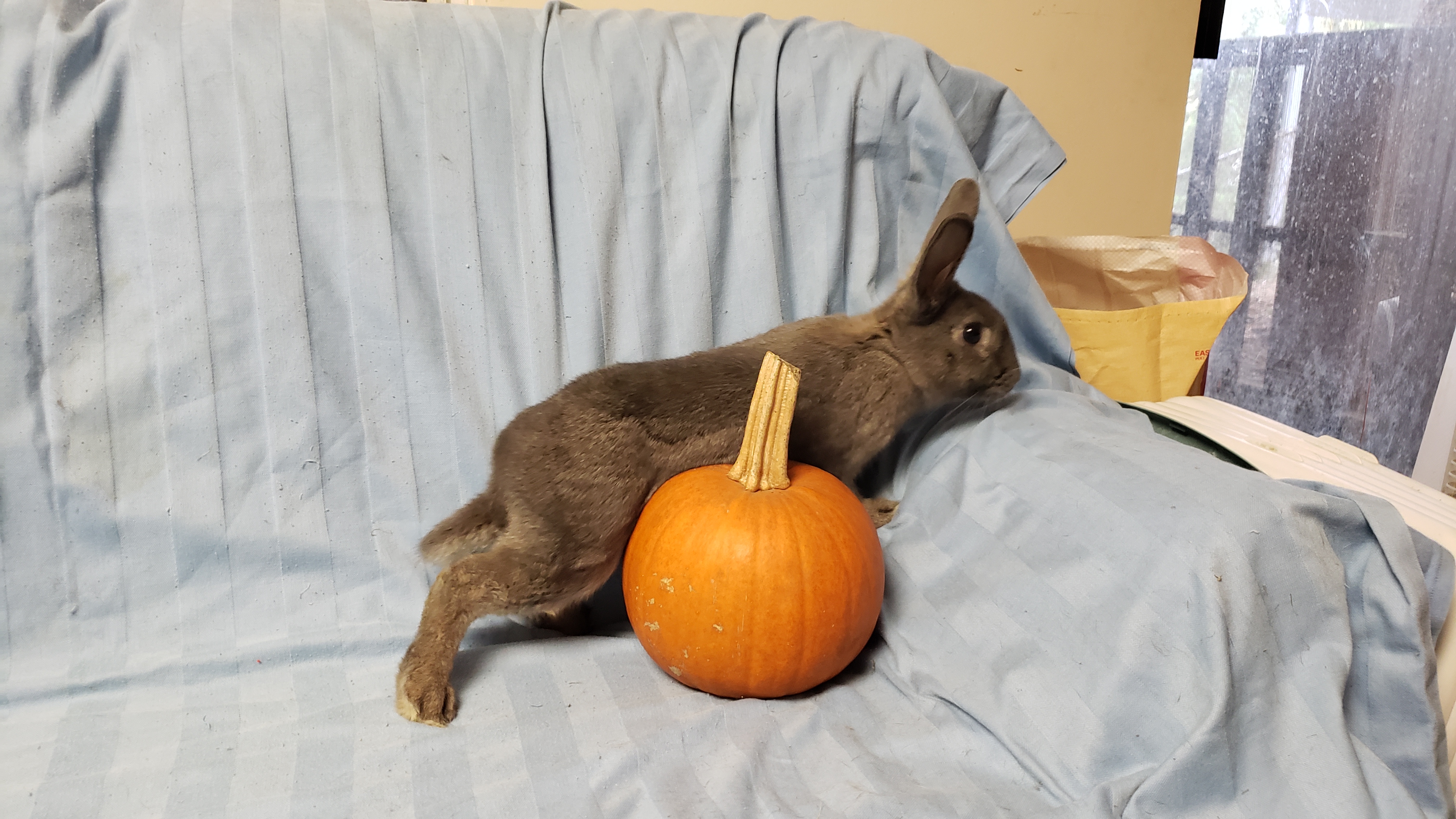Sateen (South Surrey), Adoptable, Adult Female Bunny Rabbit.