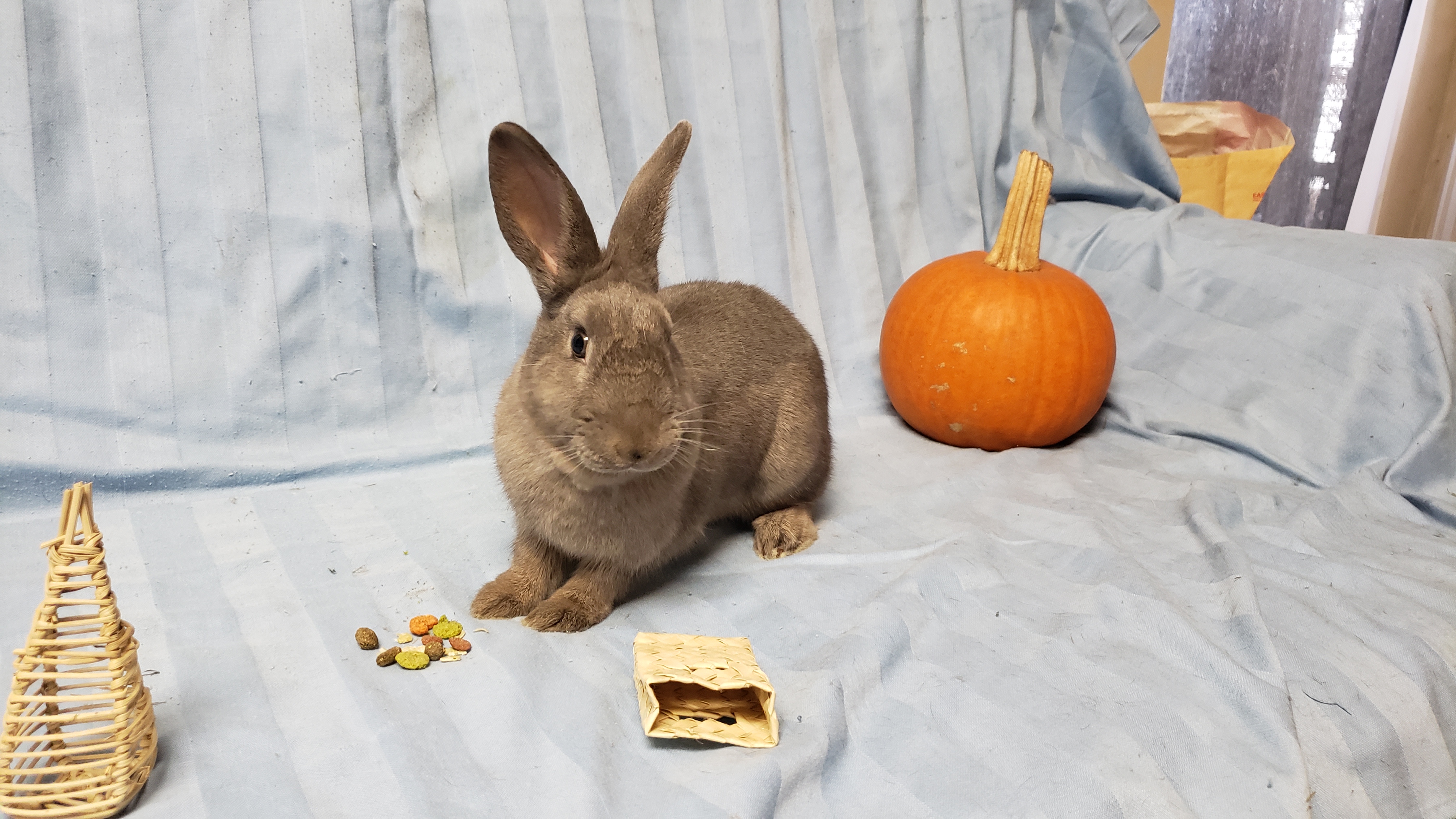Enlarge Sateen (South Surrey), a Adoptable mixed breed in Vancouver, BC image 2/5