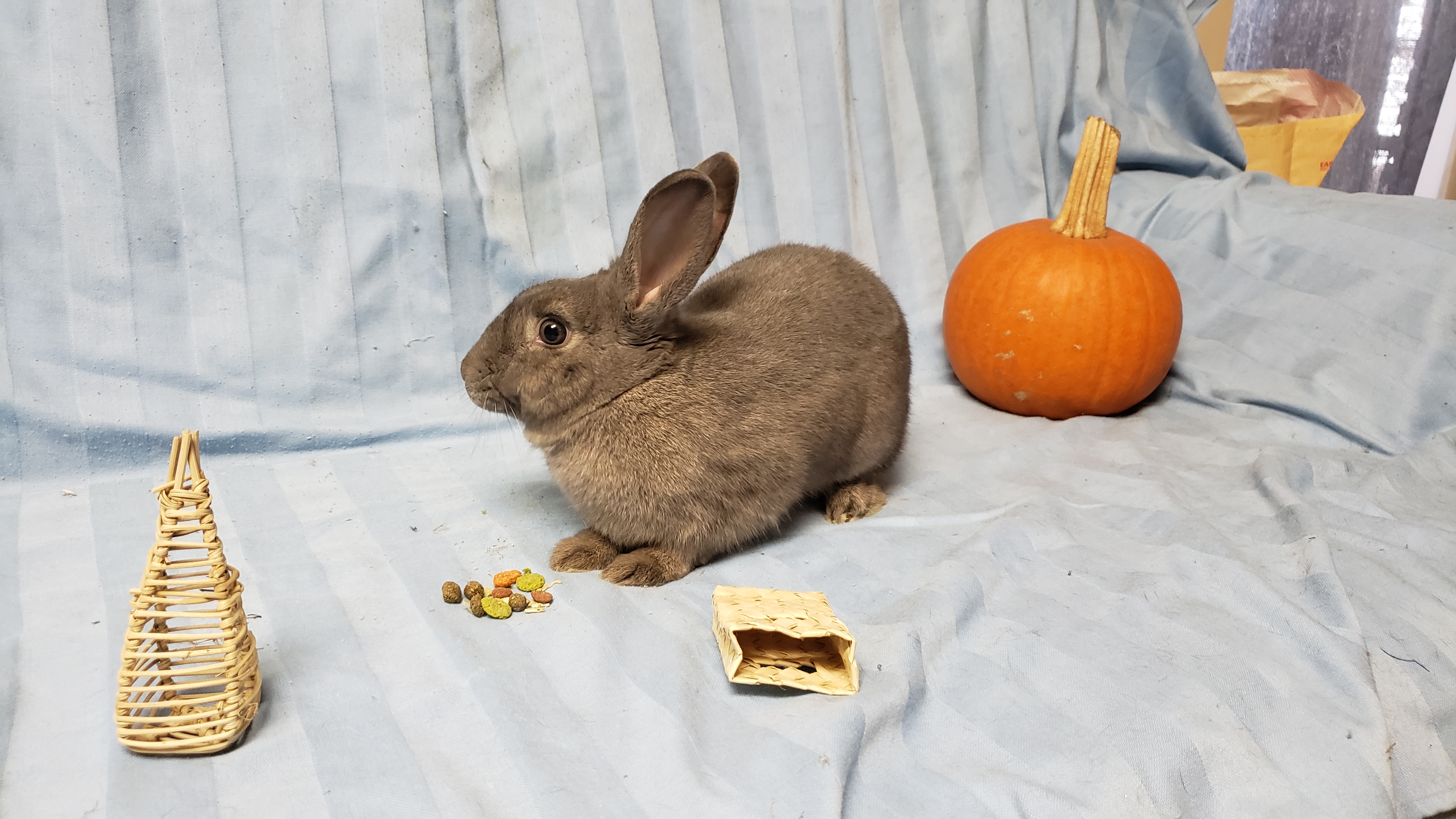 Enlarge Sateen (South Surrey), a Adoptable mixed breed in Vancouver, BC image 3/5