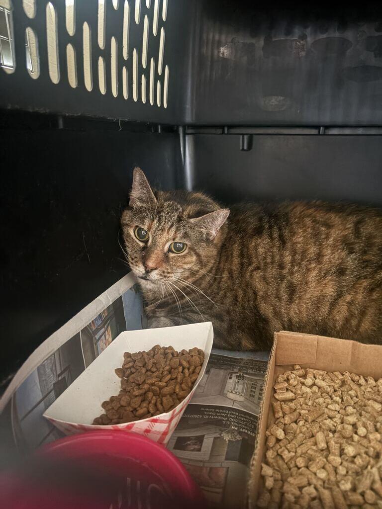 Denise, Adoptable, Adult Female Domestic Short Hair.
