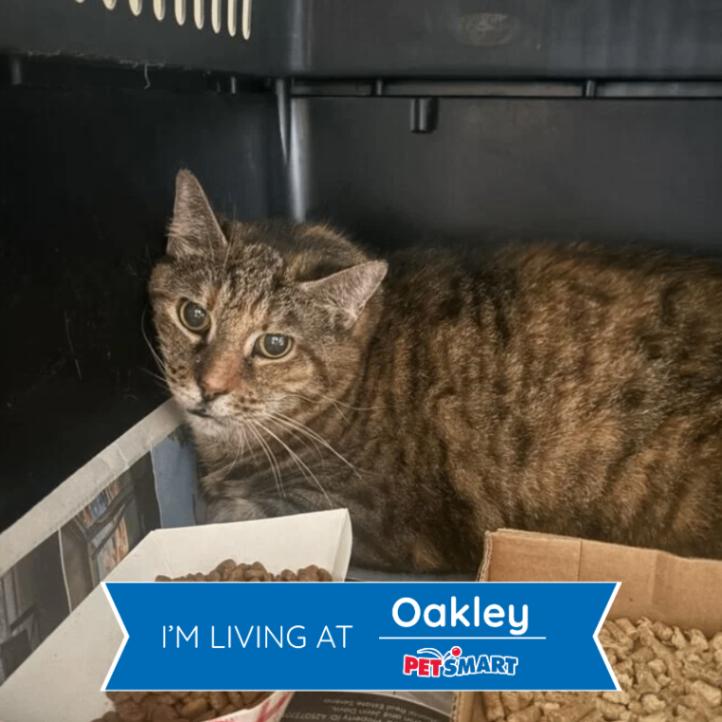 Enlarge Denise, a Adoptable Domestic Short Hair in Cincinnati, OH image 2/2