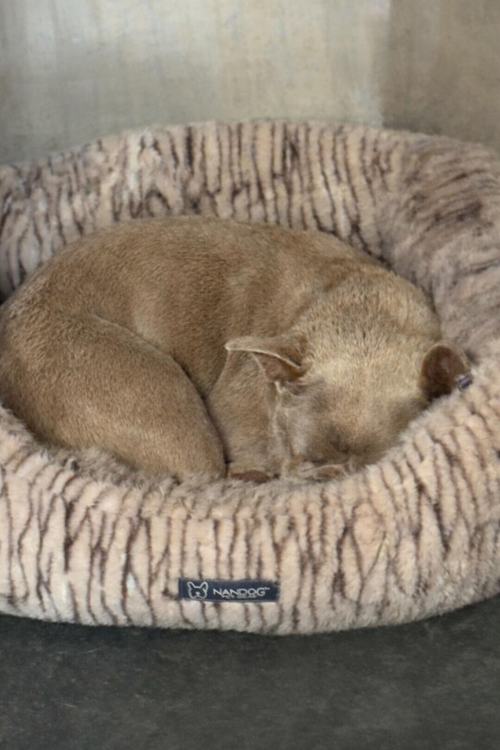 Enlarge Maxine, a Adoption Pending French Bulldog in Mesa, AZ image 1/6