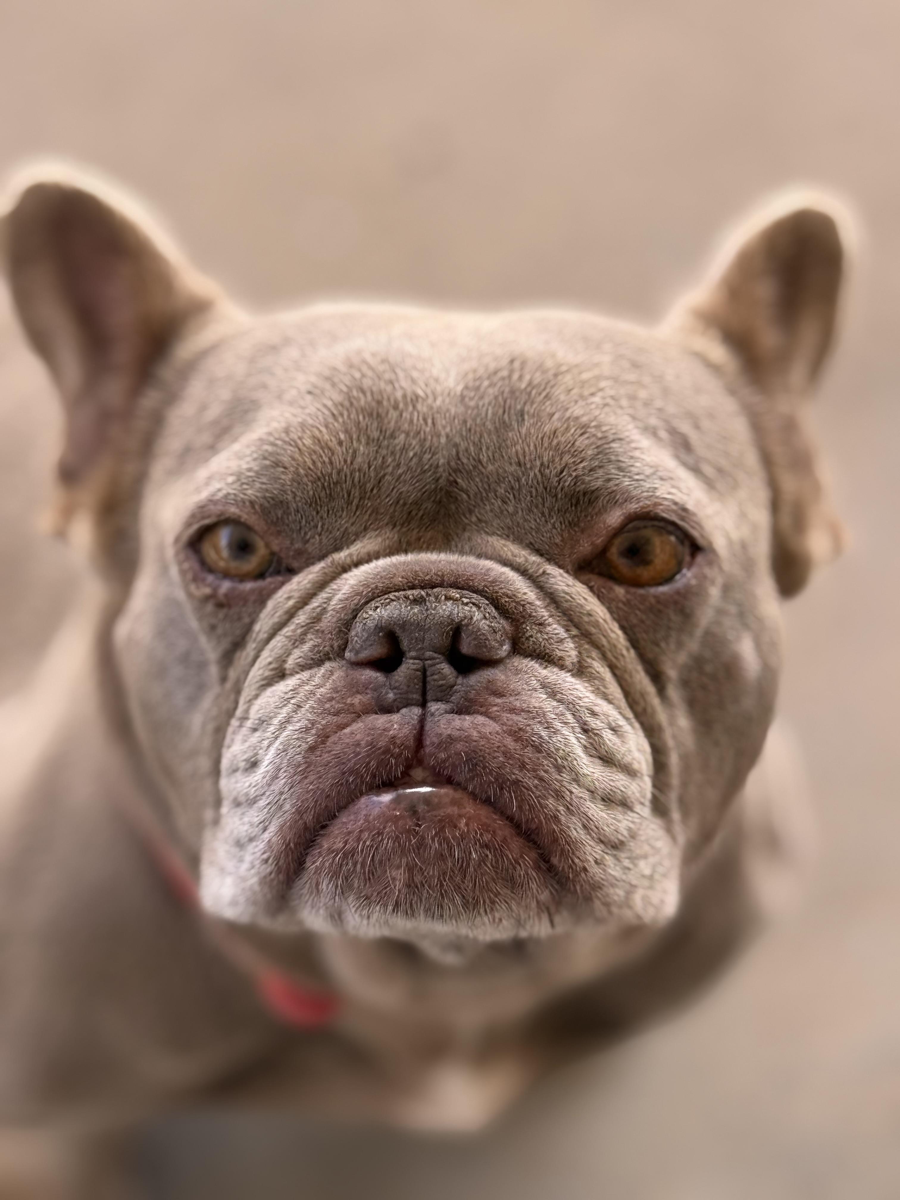 Enlarge Maxine, a Adoption Pending French Bulldog in Mesa, AZ image 2/6