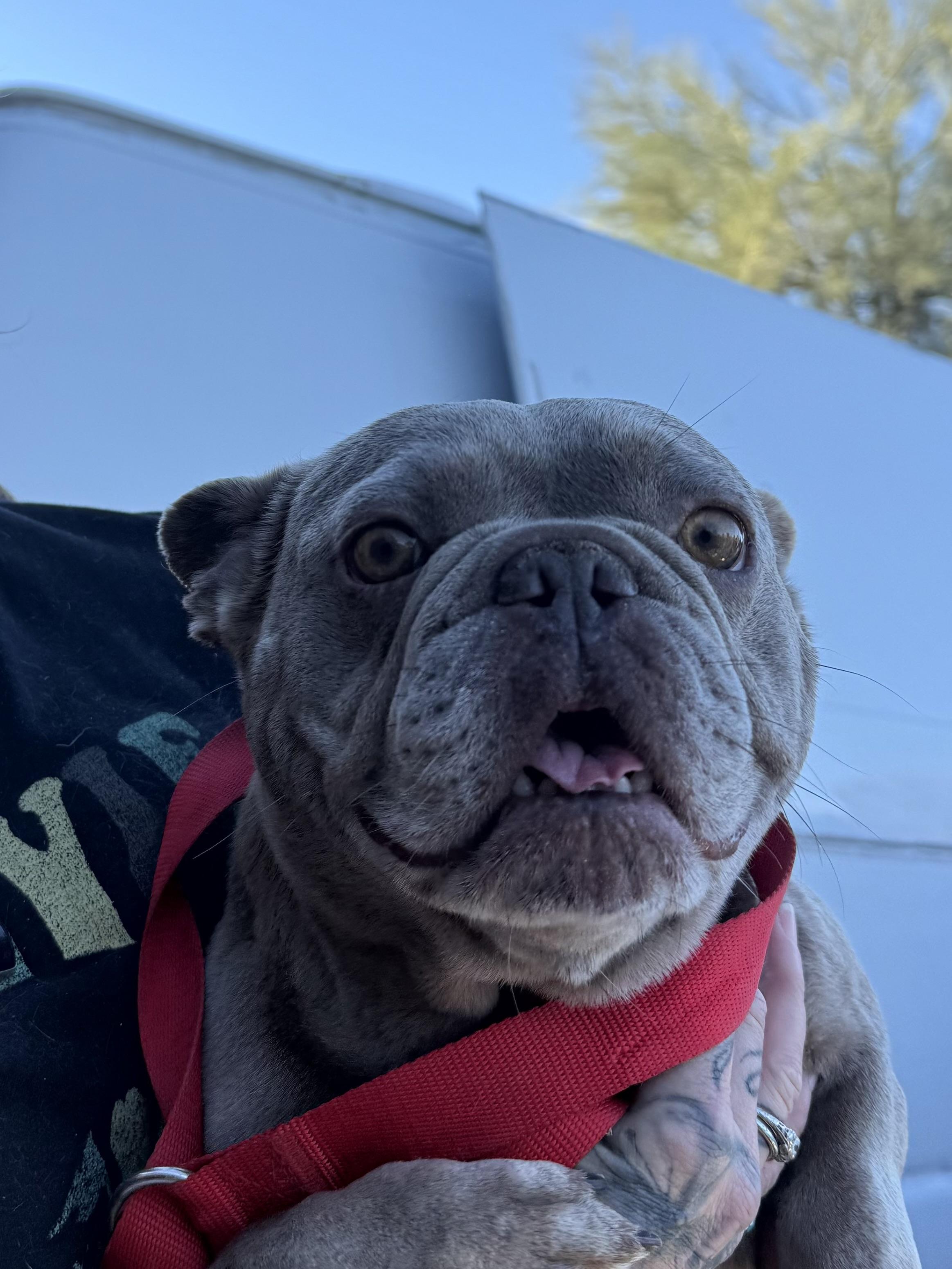 Enlarge Maxine, a Adoption Pending French Bulldog in Mesa, AZ image 3/6