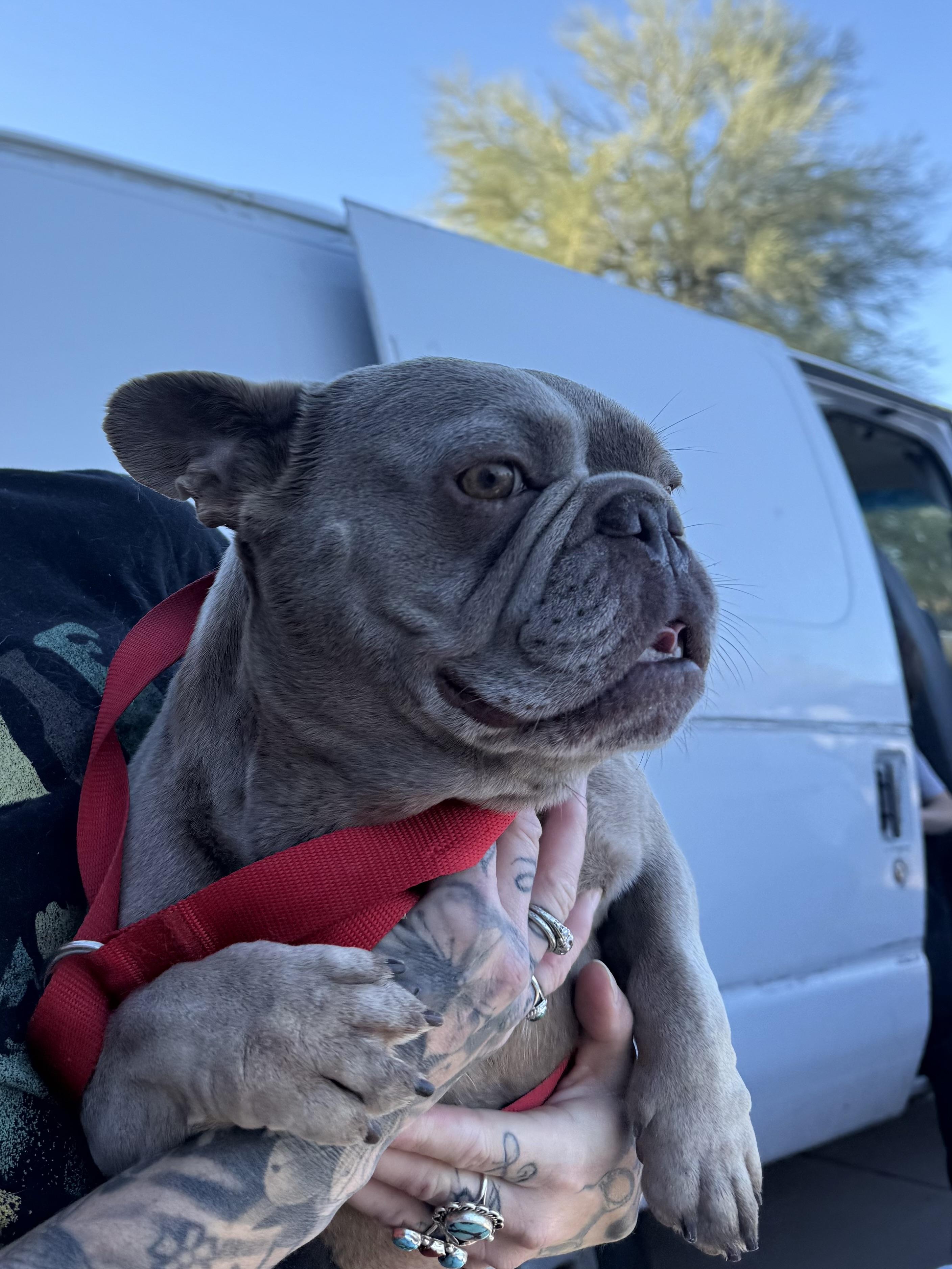 Enlarge Maxine, a Adoption Pending French Bulldog in Mesa, AZ image 5/6