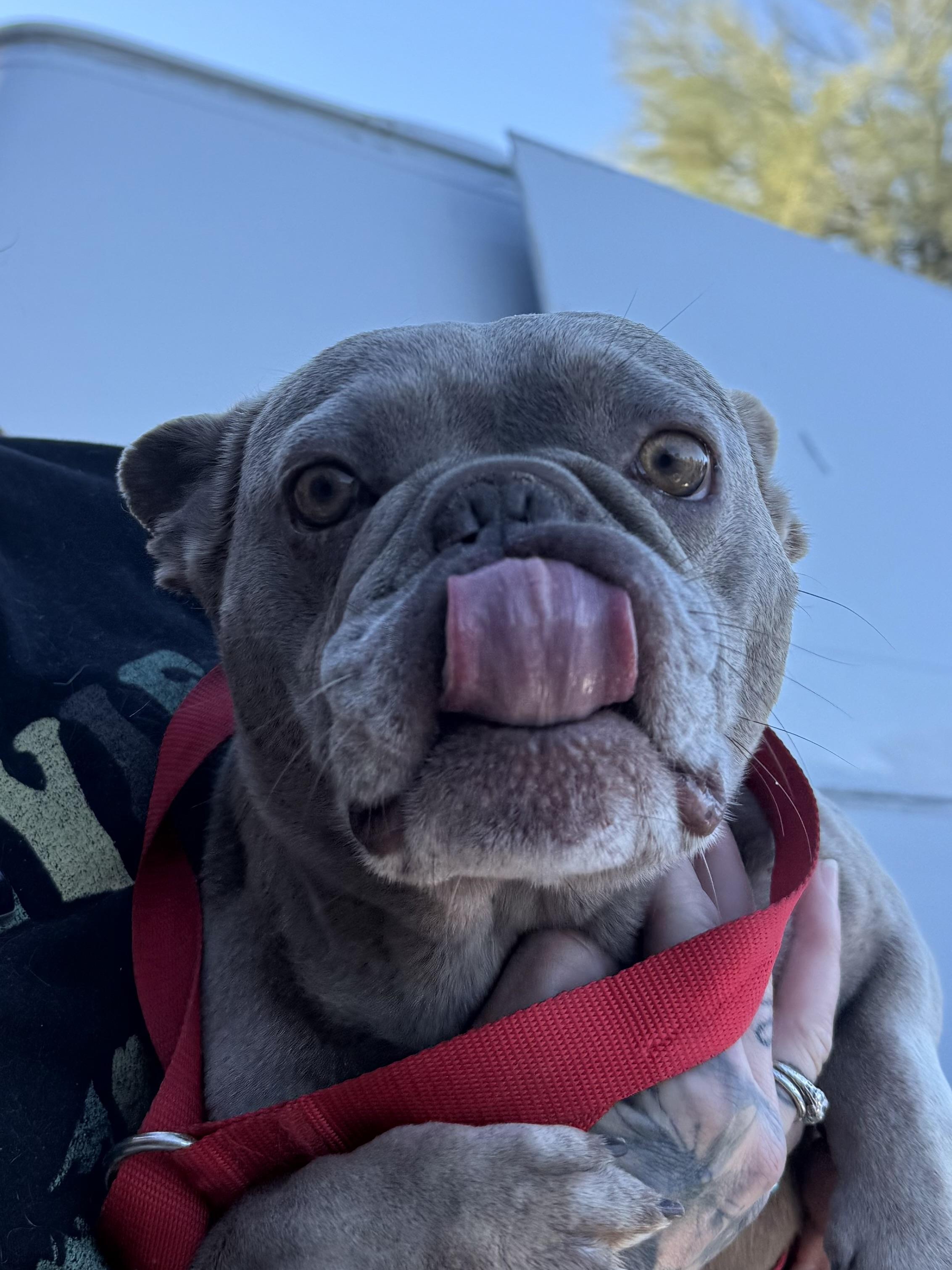 Enlarge Maxine, a Adoption Pending French Bulldog in Mesa, AZ image 6/6