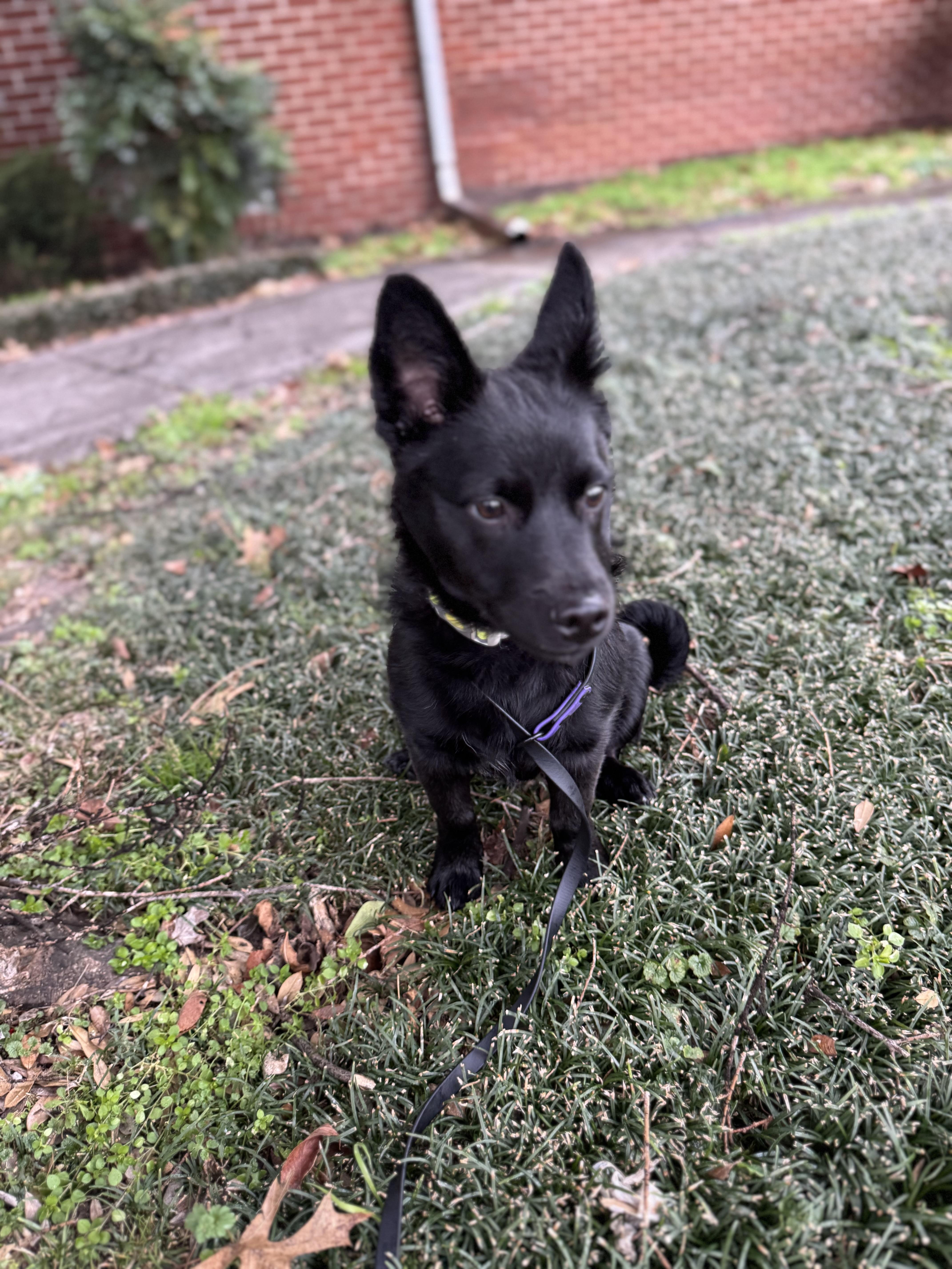Enlarge Inky, a Adopted mixed breed in Lynchburg, TN image 1/3