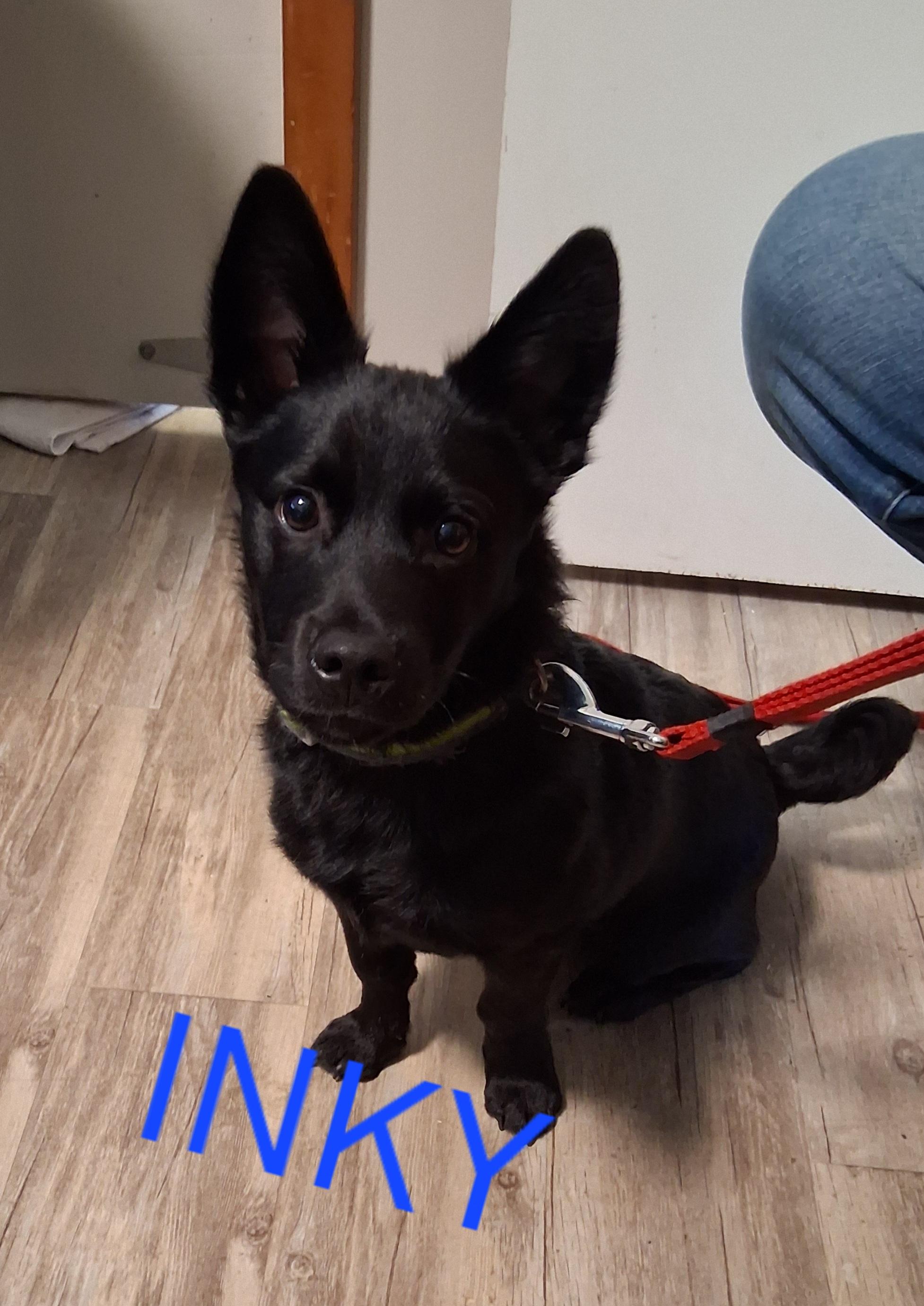 Enlarge Inky, a Adopted mixed breed in Lynchburg, TN image 2/3