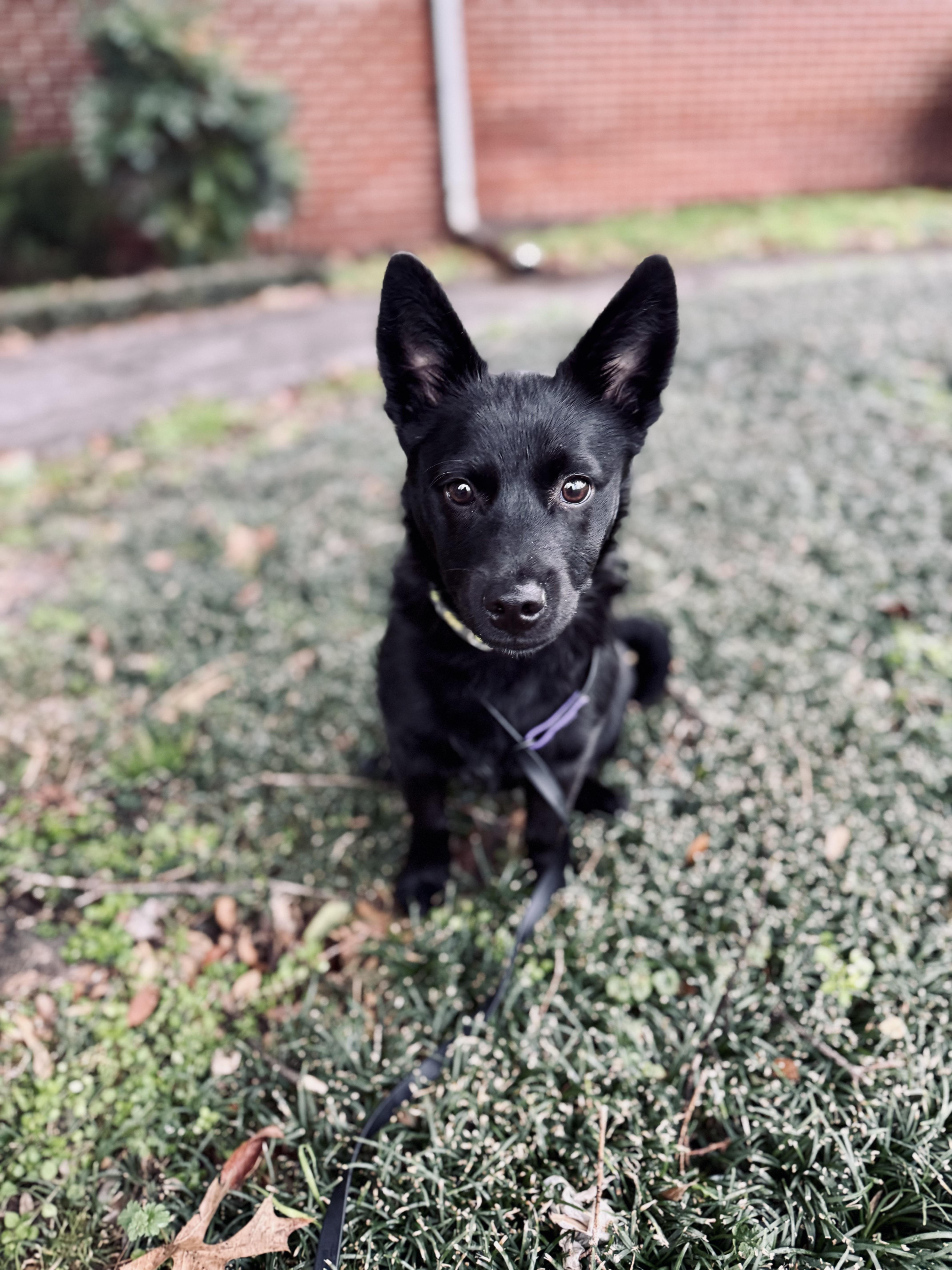 Enlarge Inky, a Adopted mixed breed in Lynchburg, TN image 3/3