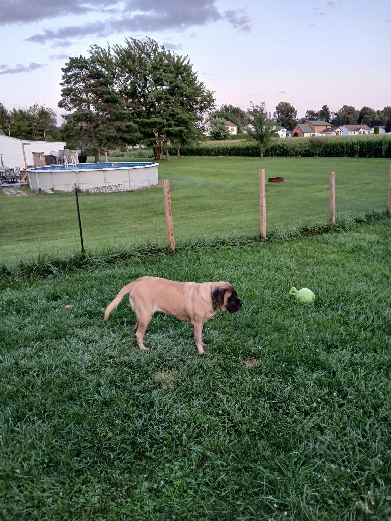 Enlarge Lucy ***Courtesy Listing***, a Adoptable Mastiff in Peru, NY image 1/1