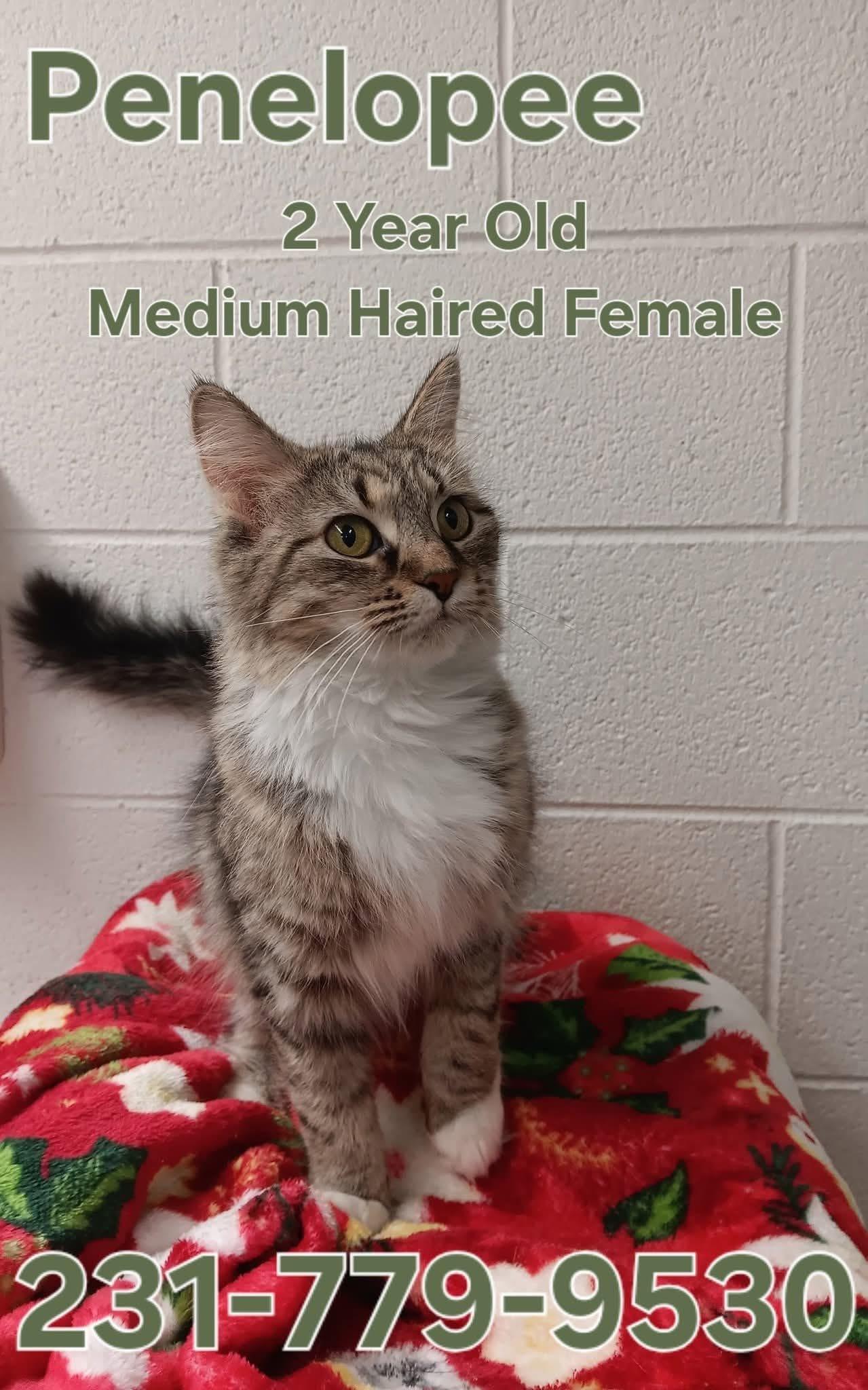 Enlarge PENELOPE, an adopted Domestic Medium Hair in Cadillac, MI image 1/1