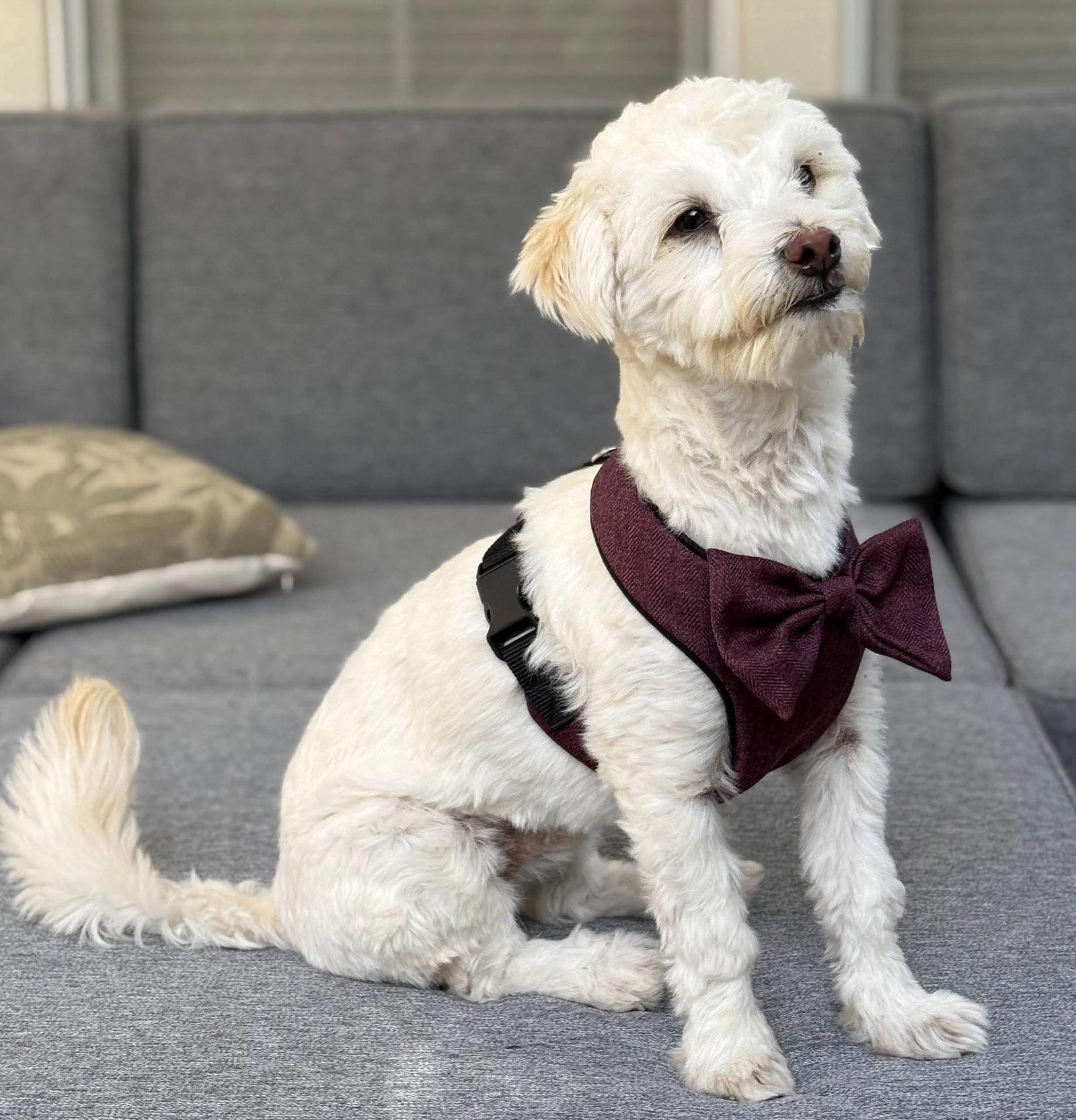 Enlarge Gogurt, a Adoptable mixed breed in Palo Alto, CA image 1/3