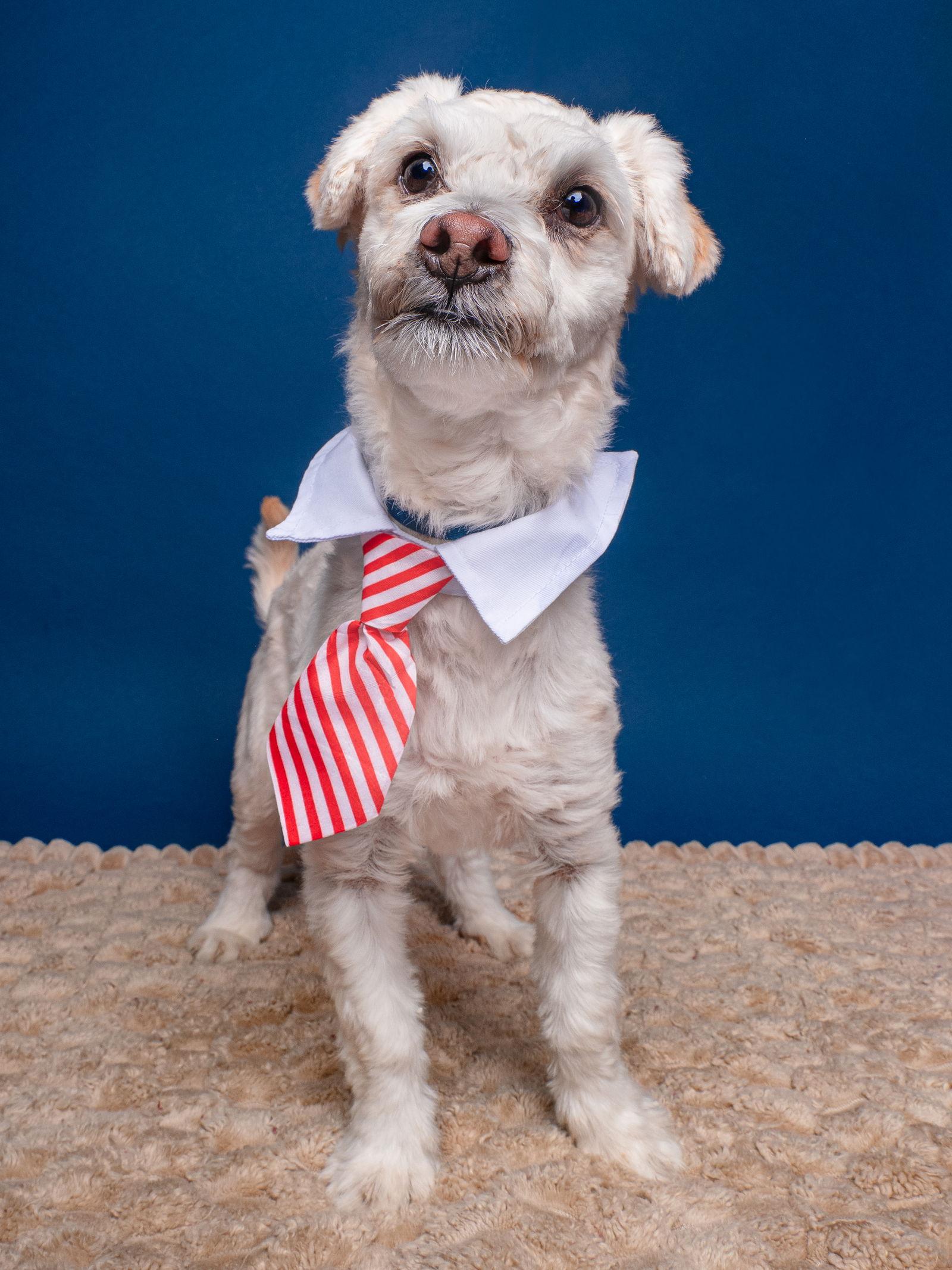 Enlarge Gogurt, a Adoptable mixed breed in Palo Alto, CA image 1/3