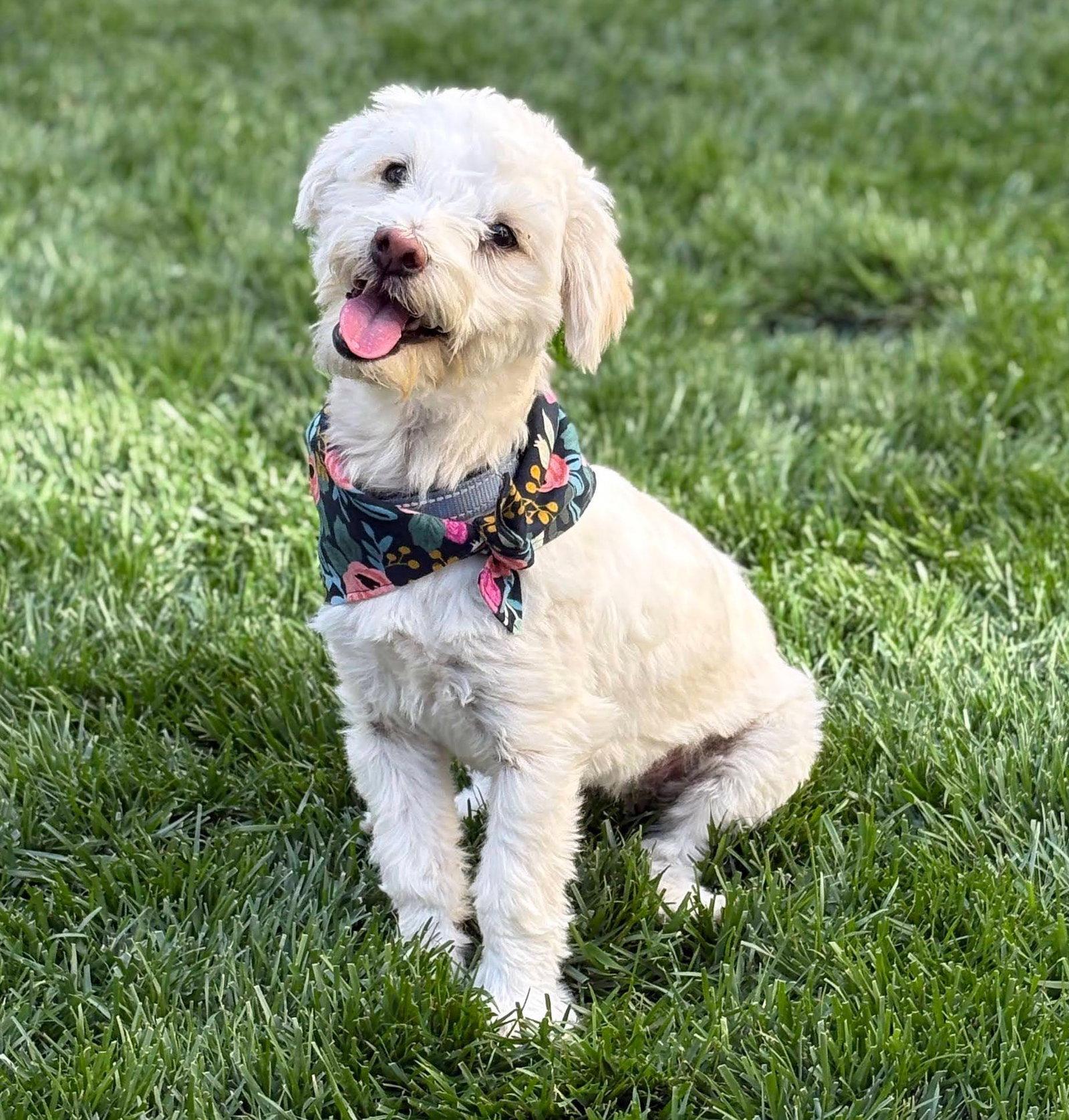 Enlarge Gogurt, a Adoptable mixed breed in Palo Alto, CA image 2/3