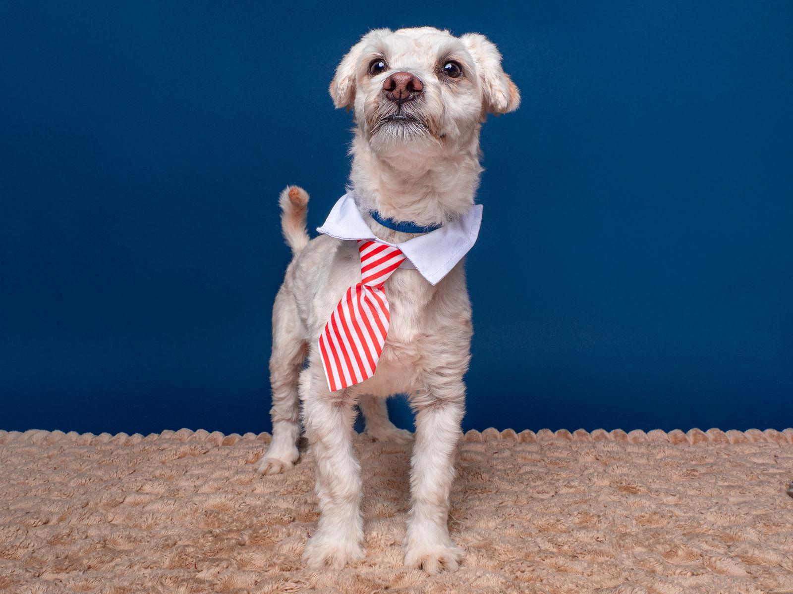 Enlarge Gogurt, a Adoptable mixed breed in Palo Alto, CA image 2/3