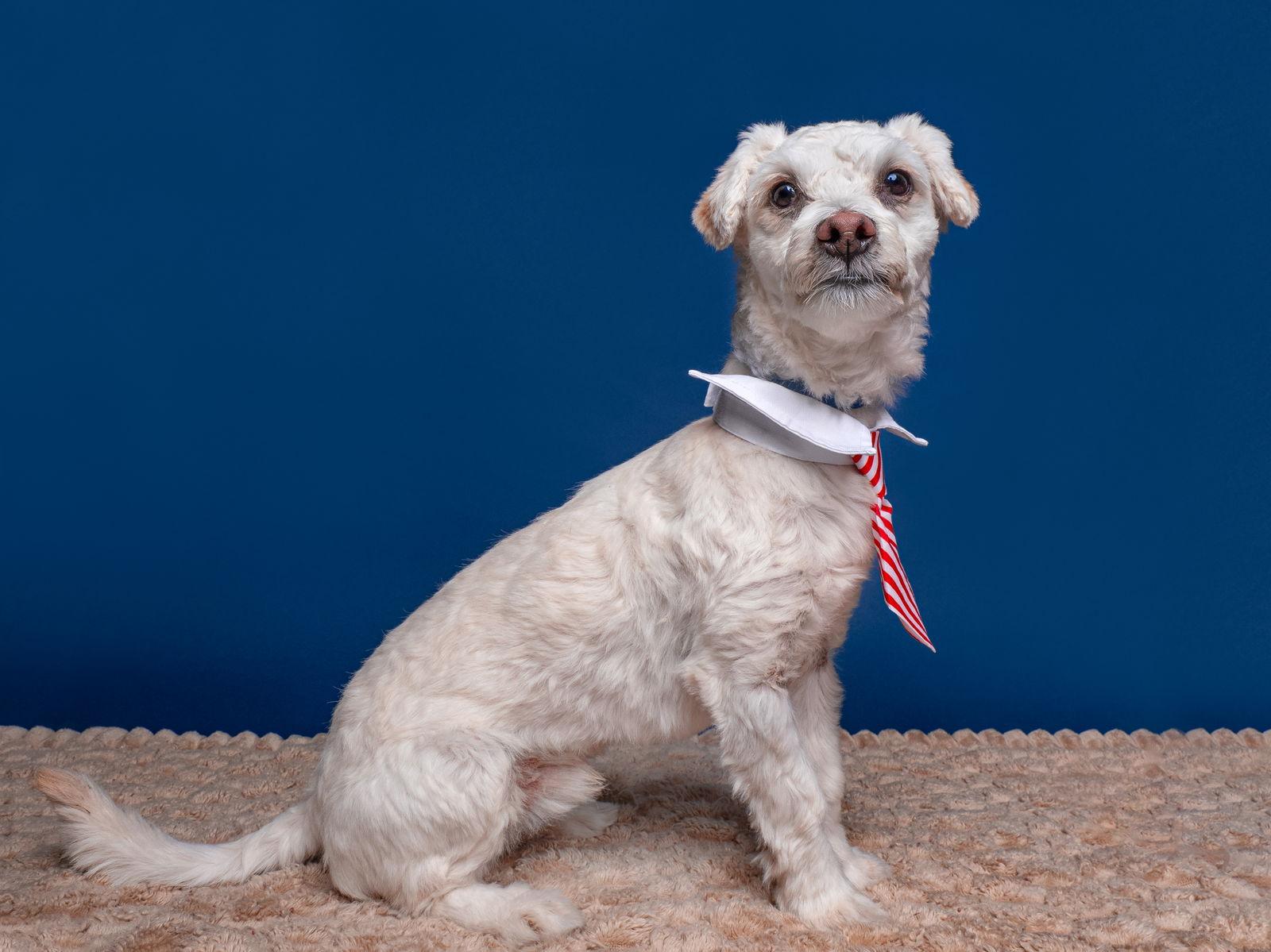 Enlarge Gogurt, a Adoptable mixed breed in Palo Alto, CA image 3/3