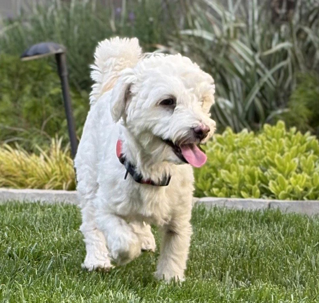 Enlarge Gogurt, a Adoptable mixed breed in Palo Alto, CA image 3/3