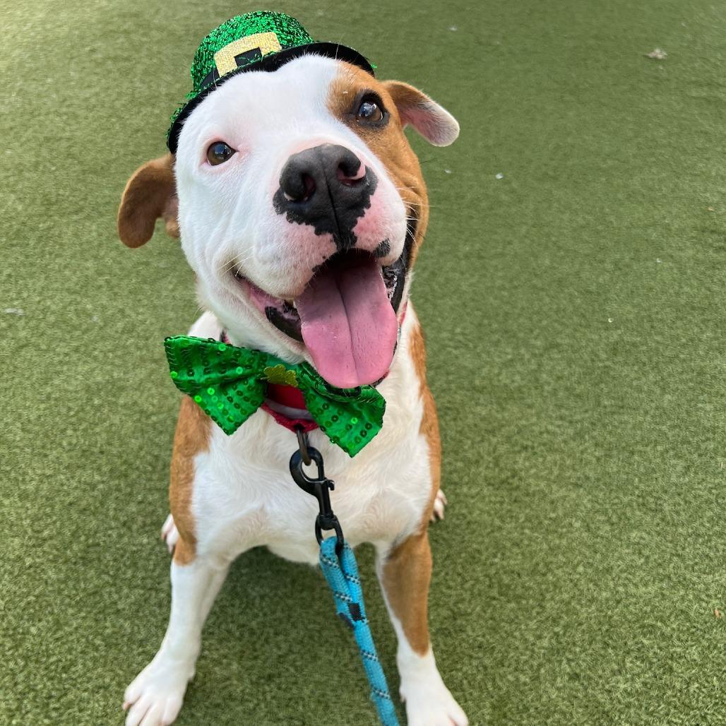 Tucker, Adoptable, Adult Male Pit Bull Terrier.