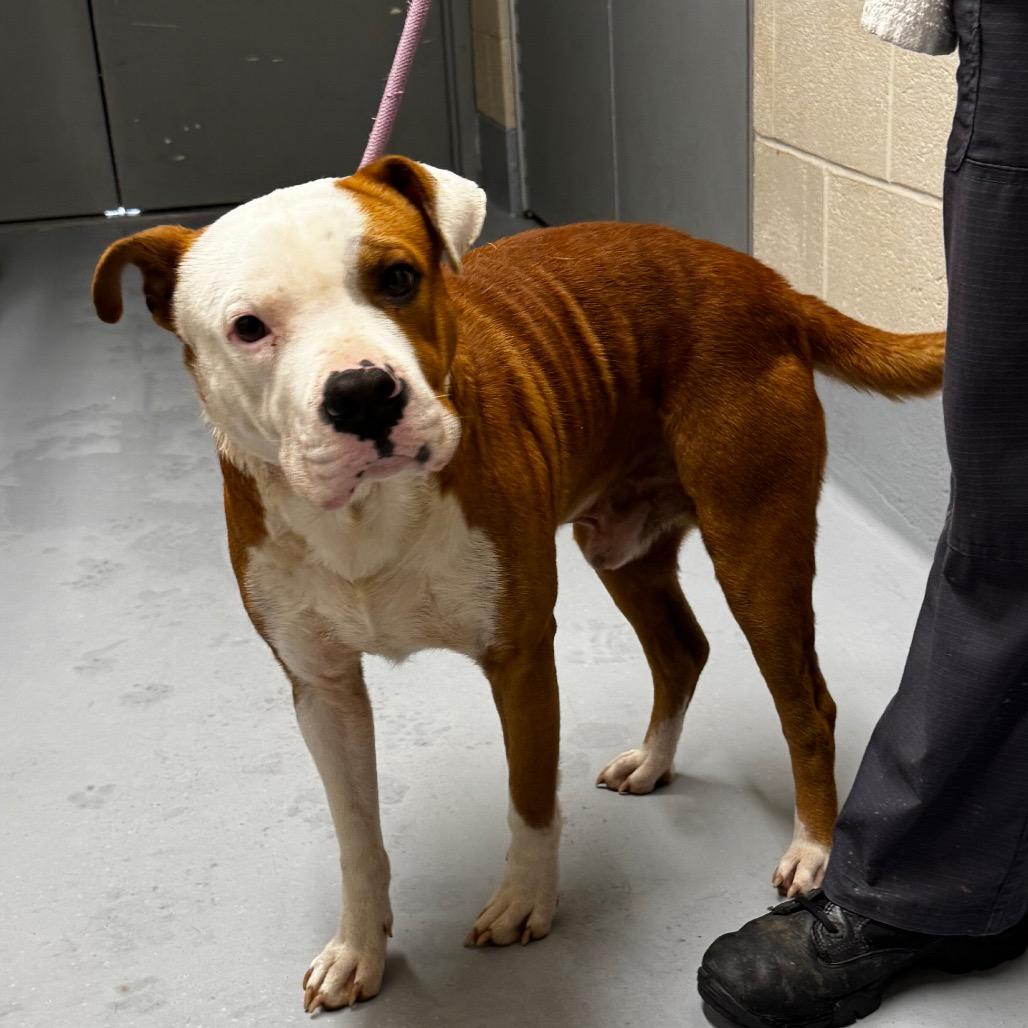 Enlarge Tucker, a Adoptable mixed breed in Concord, NC image 2/3