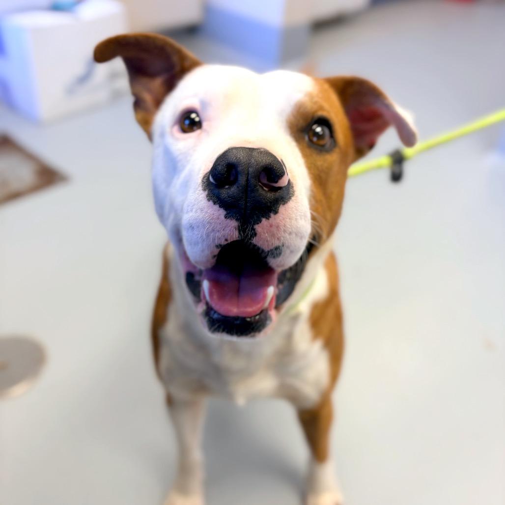 Enlarge Tucker, a Adoptable mixed breed in Concord, NC image 3/3