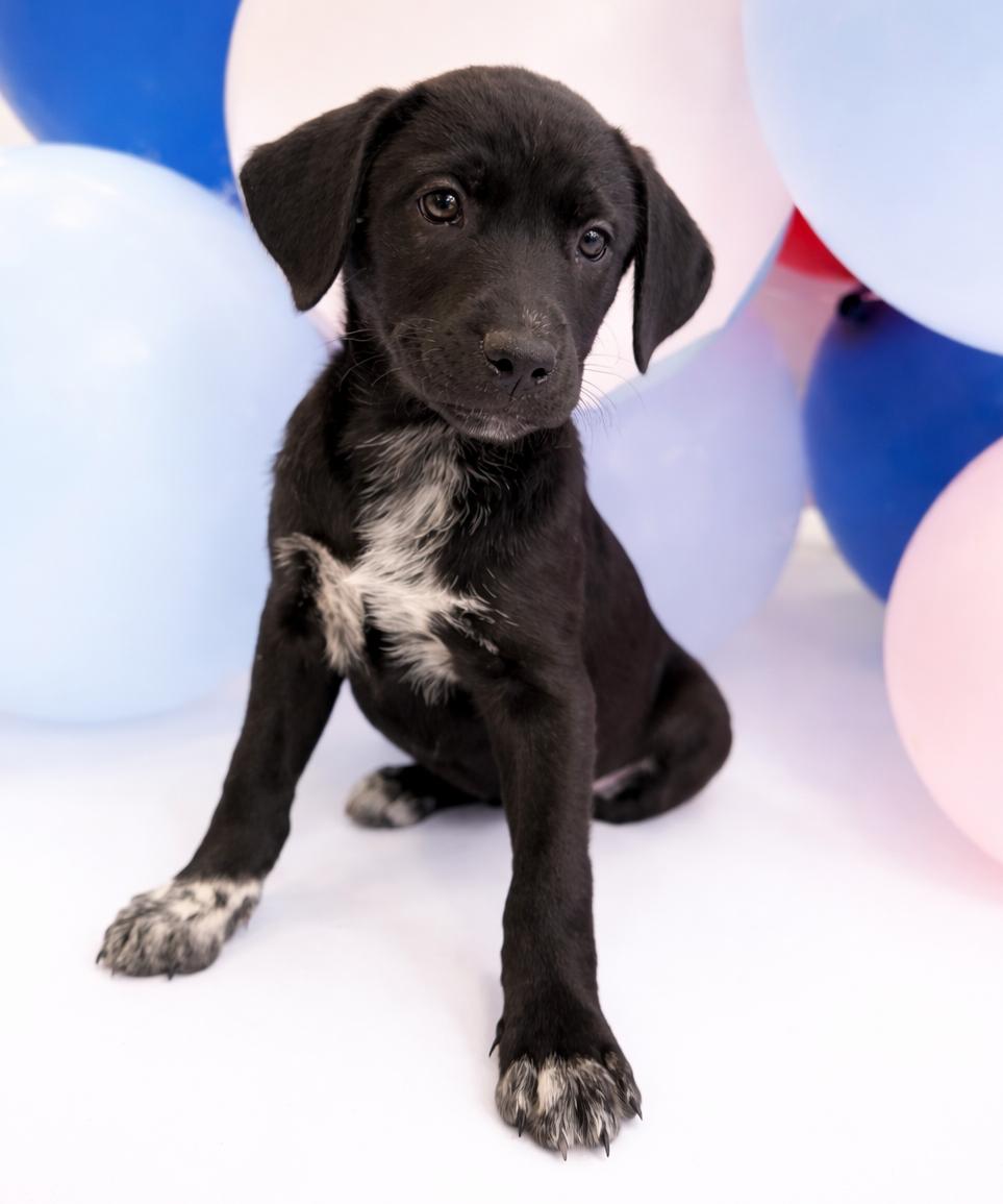 Enlarge Fiona , a Adoptable mixed breed in Baton Rouge, LA image 1/1