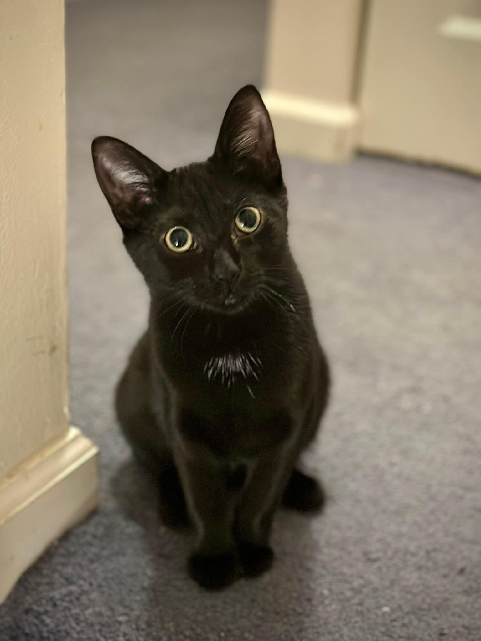 Starfish, Adoptable, Kitten Female Domestic Short Hair.