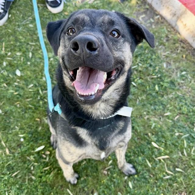 CHOP, Adoptable, Adult Male German Shepherd Dog & Mixed Breed.