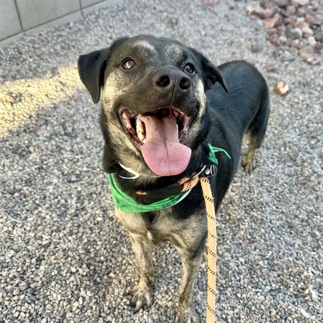 CHOP, Adoptable, Adult Male German Shepherd Dog & Mixed Breed.