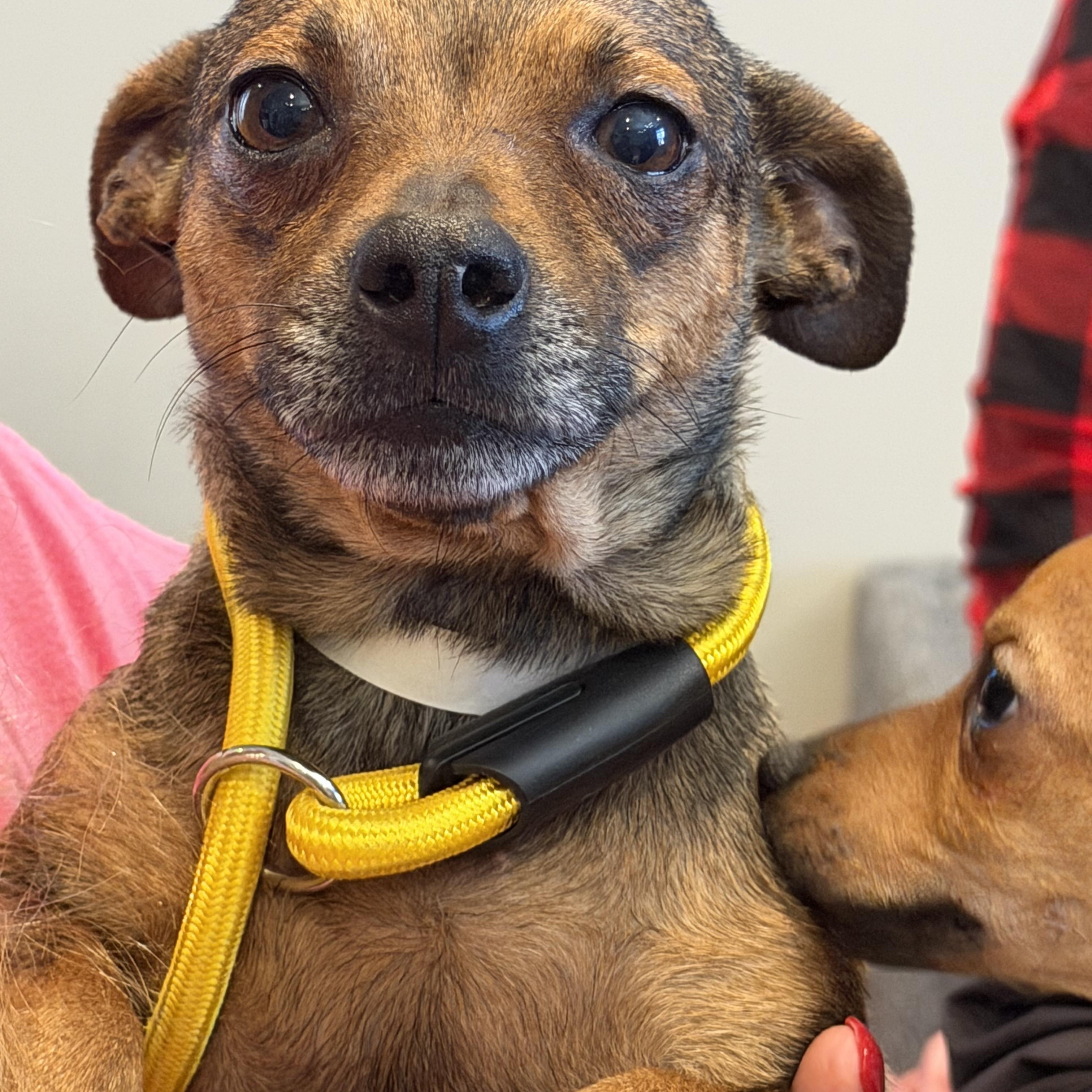 Garland, ADOPTABLE, Adult Female Chihuahua & Mixed Breed.