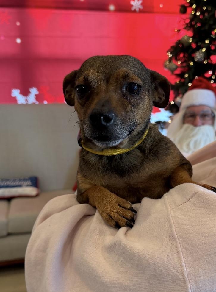 Garland, a ADOPTABLE mixed breed in Kannapolis, NC image 2/3